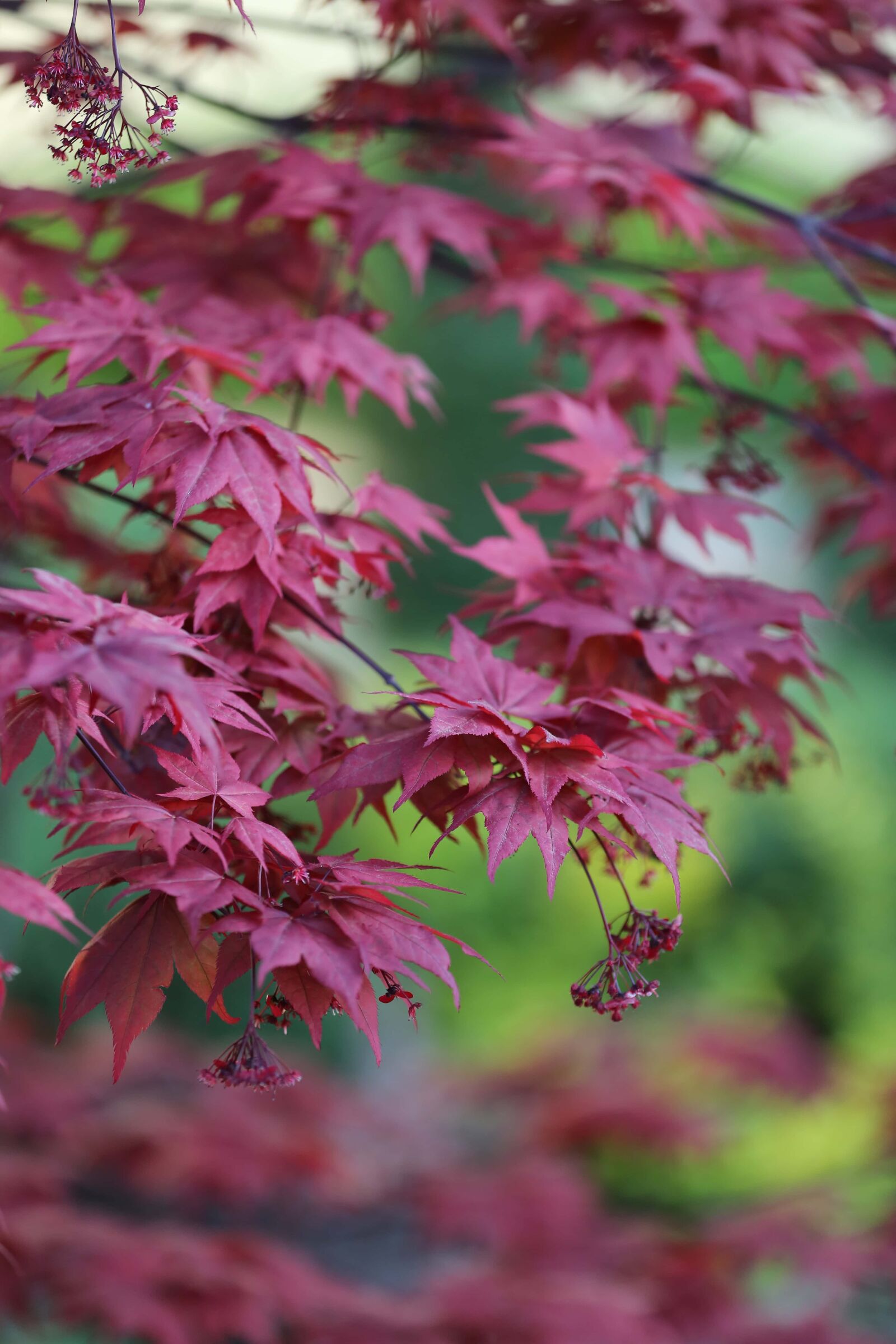 Canon EOS 5D Mark III sample photo. Plant, nature, leaf, flower photography