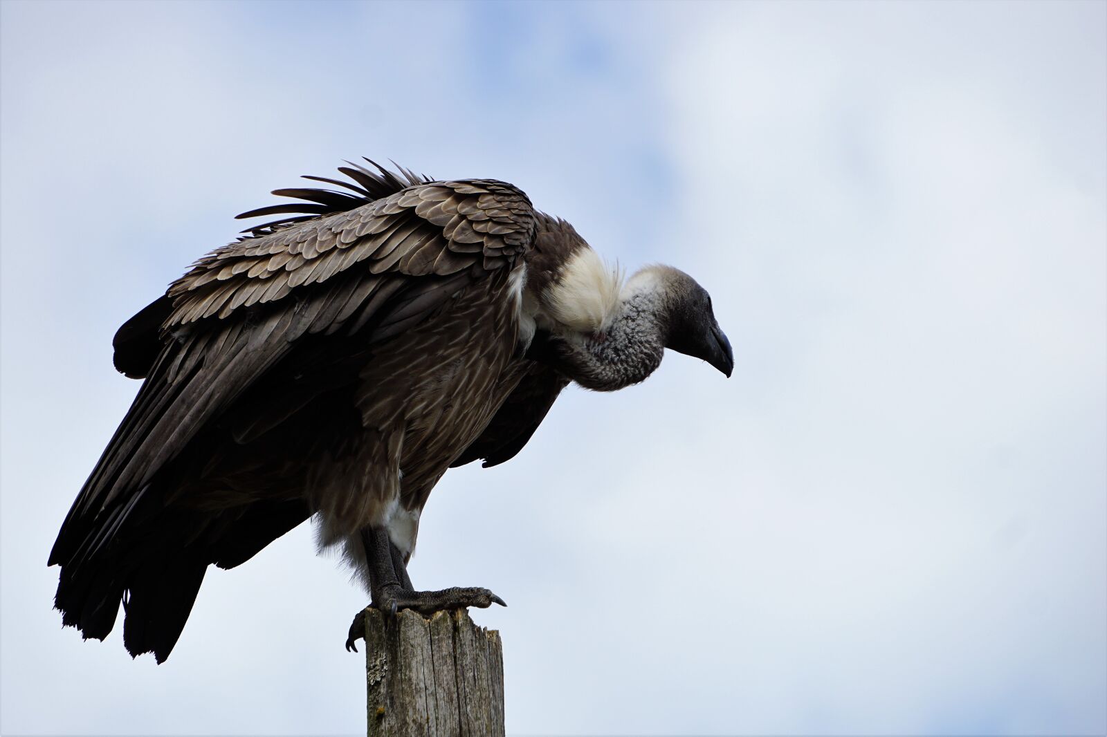 Sony E 55-210mm F4.5-6.3 OSS sample photo. Wildlife park, zoo, belgium photography