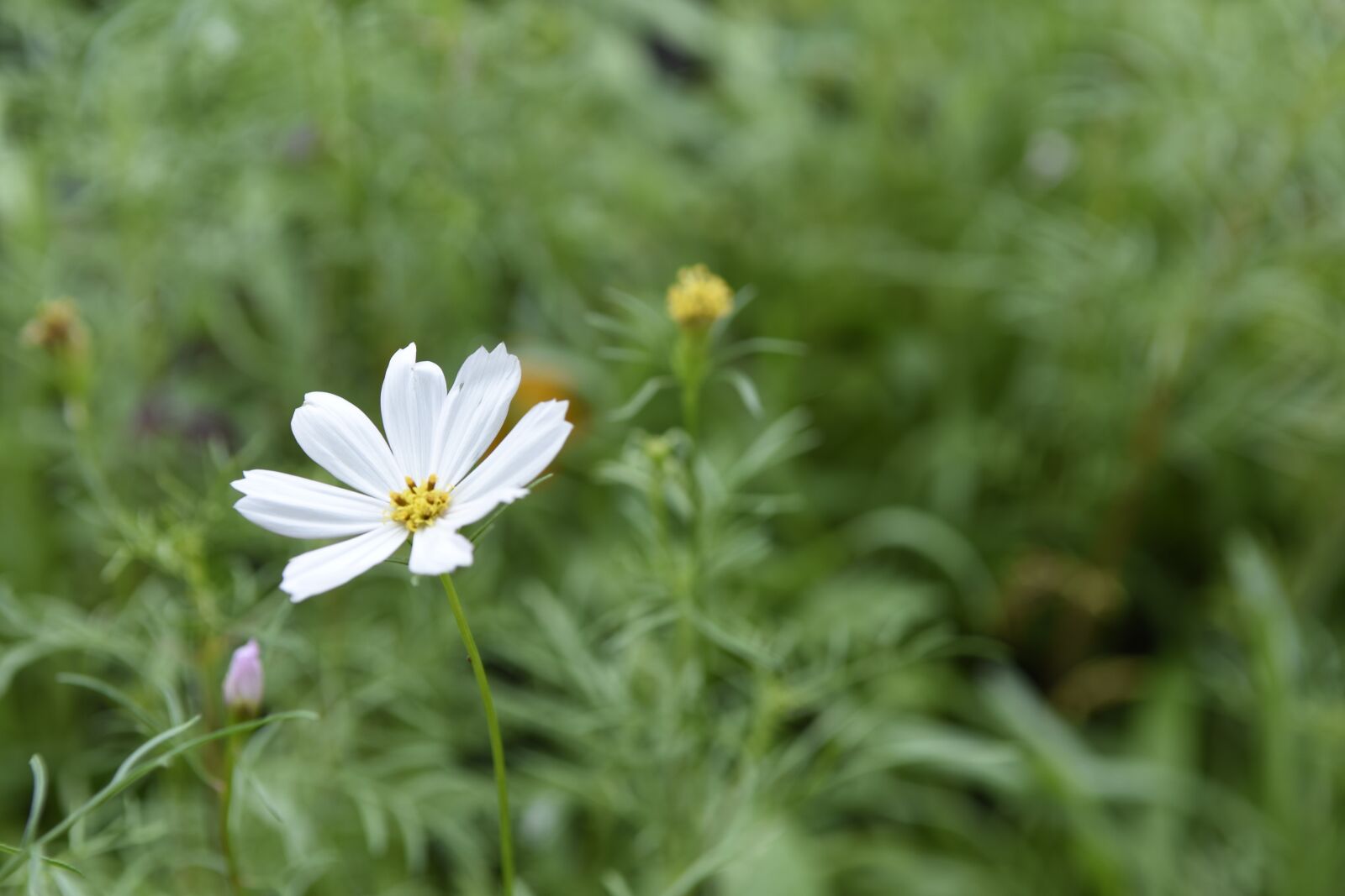 Nikon D7200 sample photo. Flower, summer, yellow flower photography