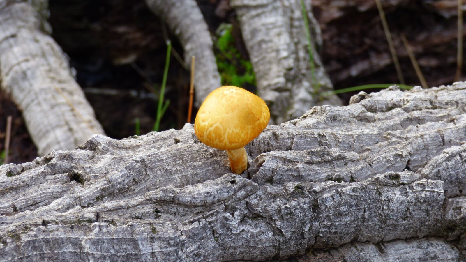 Panasonic DMC-FZ72 sample photo. Mushroom, tree, trunk photography