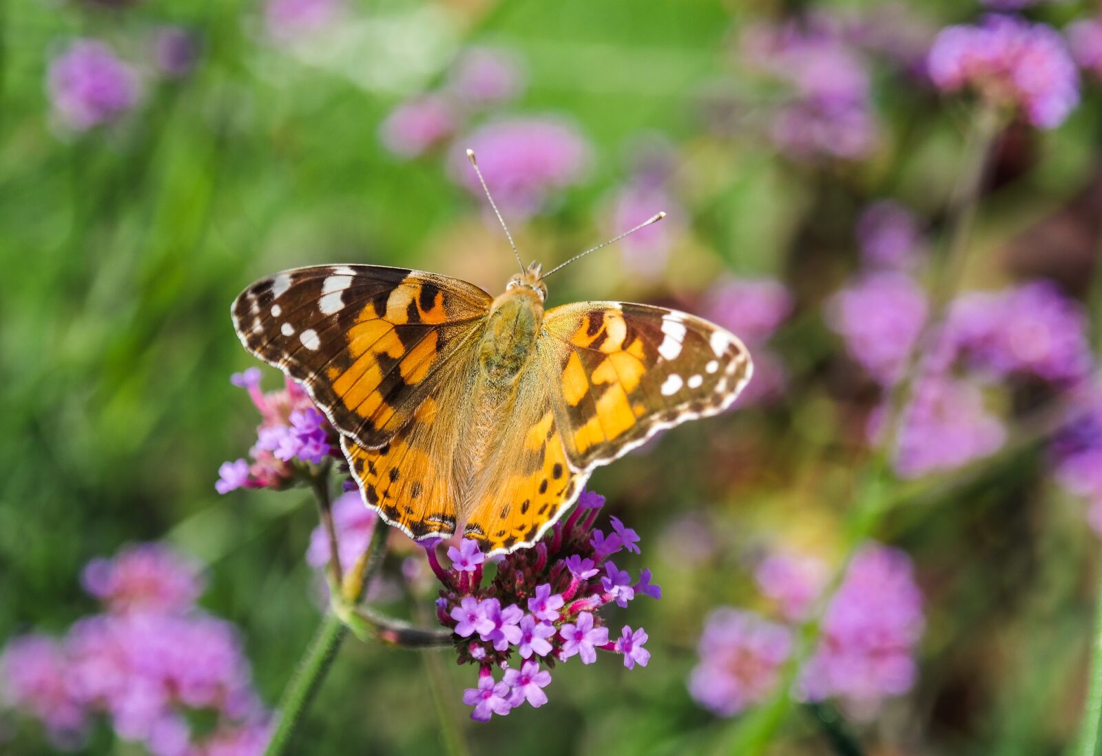 Samsung NX300 sample photo. Butterfly, vanessa cardui, insect photography