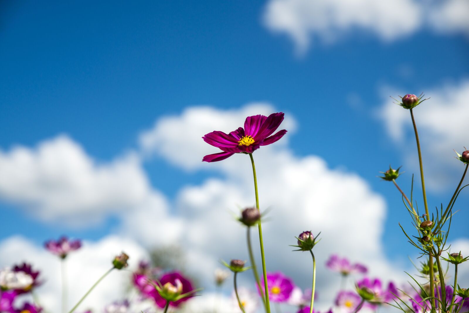 Tamron SP 24-70mm F2.8 Di VC USD sample photo. Cosmos, sky, cloud photography