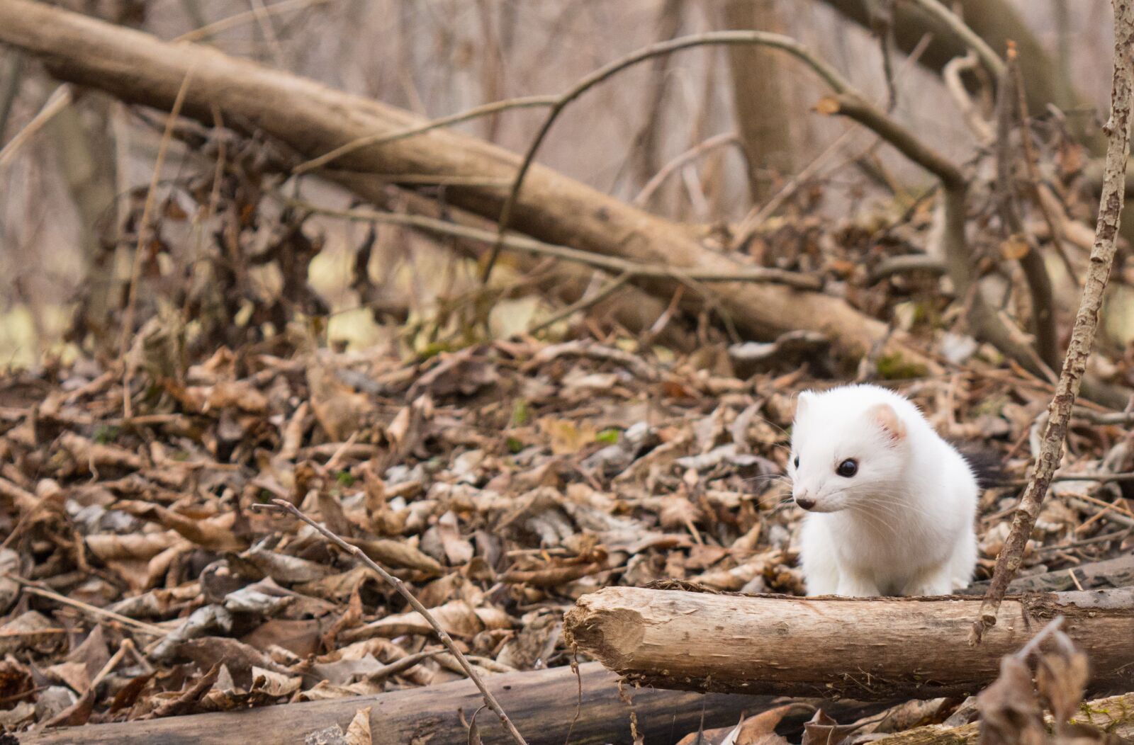 Nikon D5200 sample photo. Ermine, beasts, nature photography