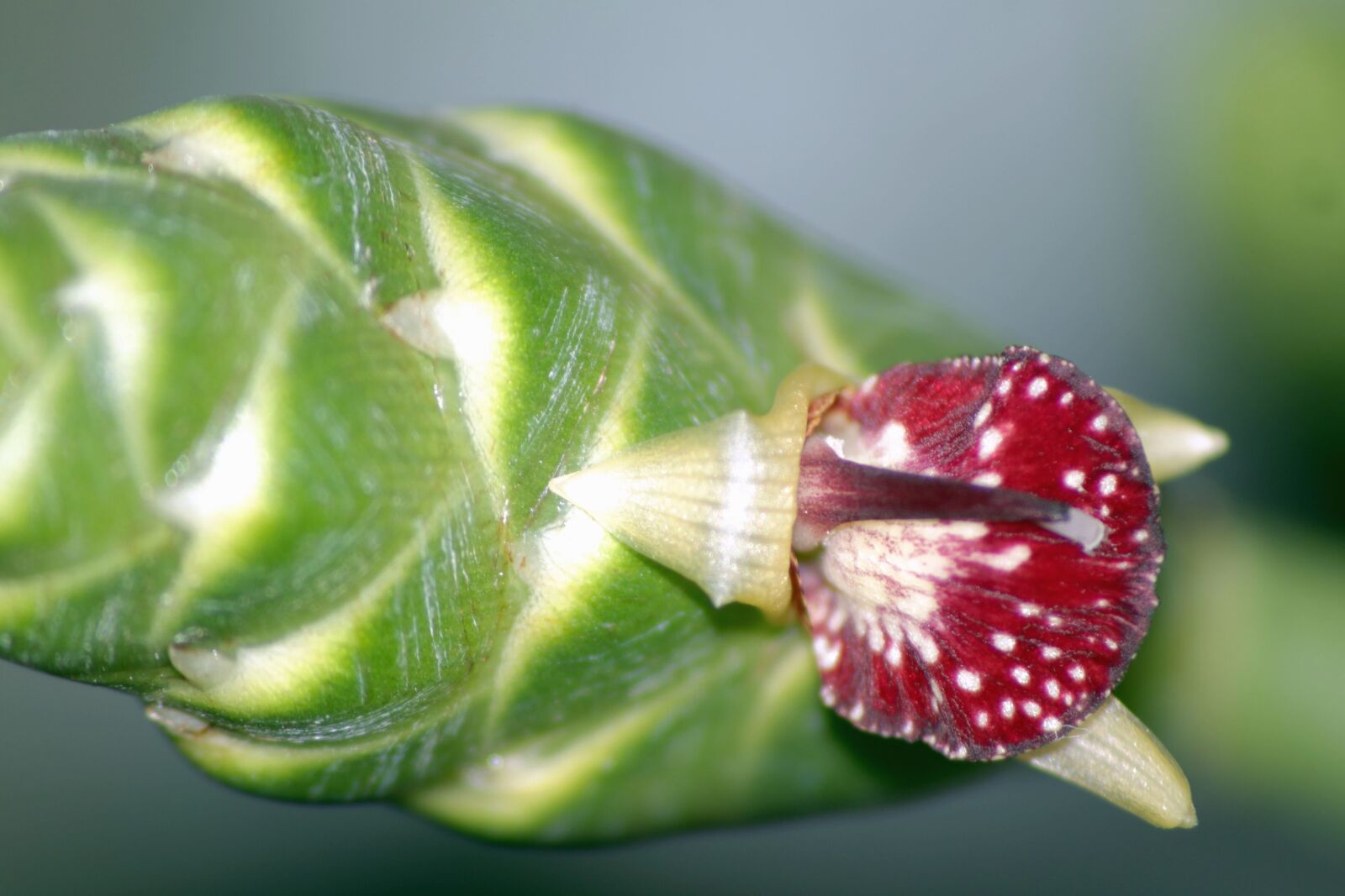 Canon EOS 70D sample photo. Flower, ginger, nature, bud photography