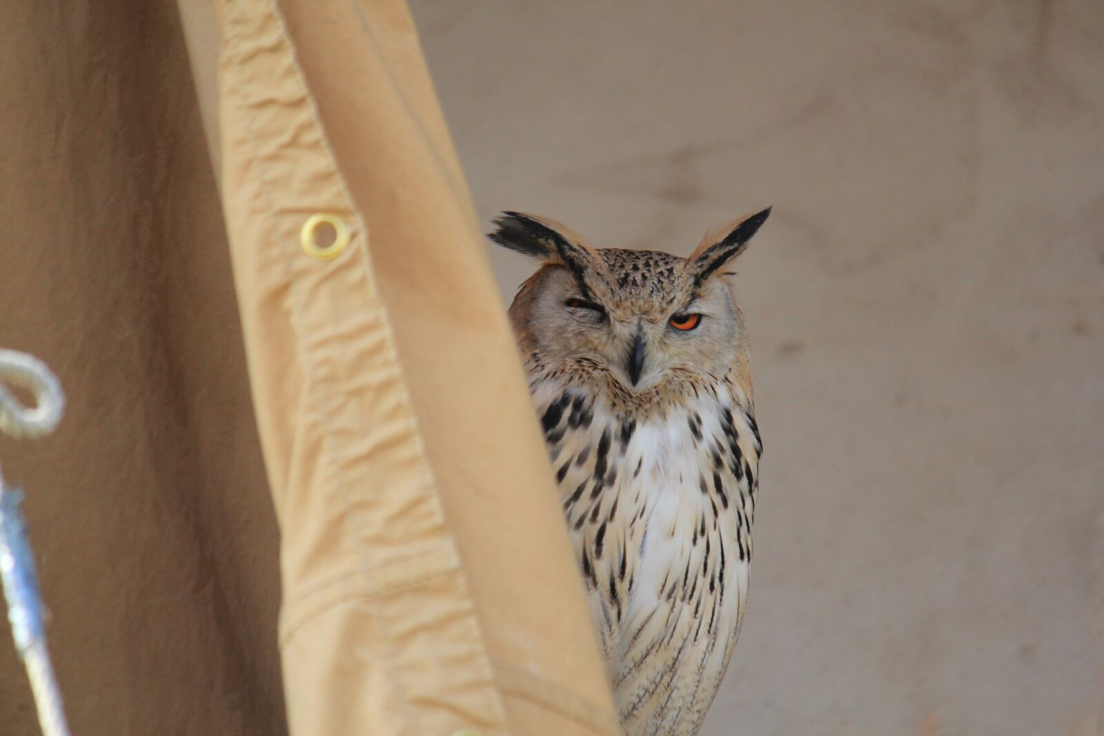 Canon EOS 550D (EOS Rebel T2i / EOS Kiss X4) sample photo. Owl, sitting, bird photography