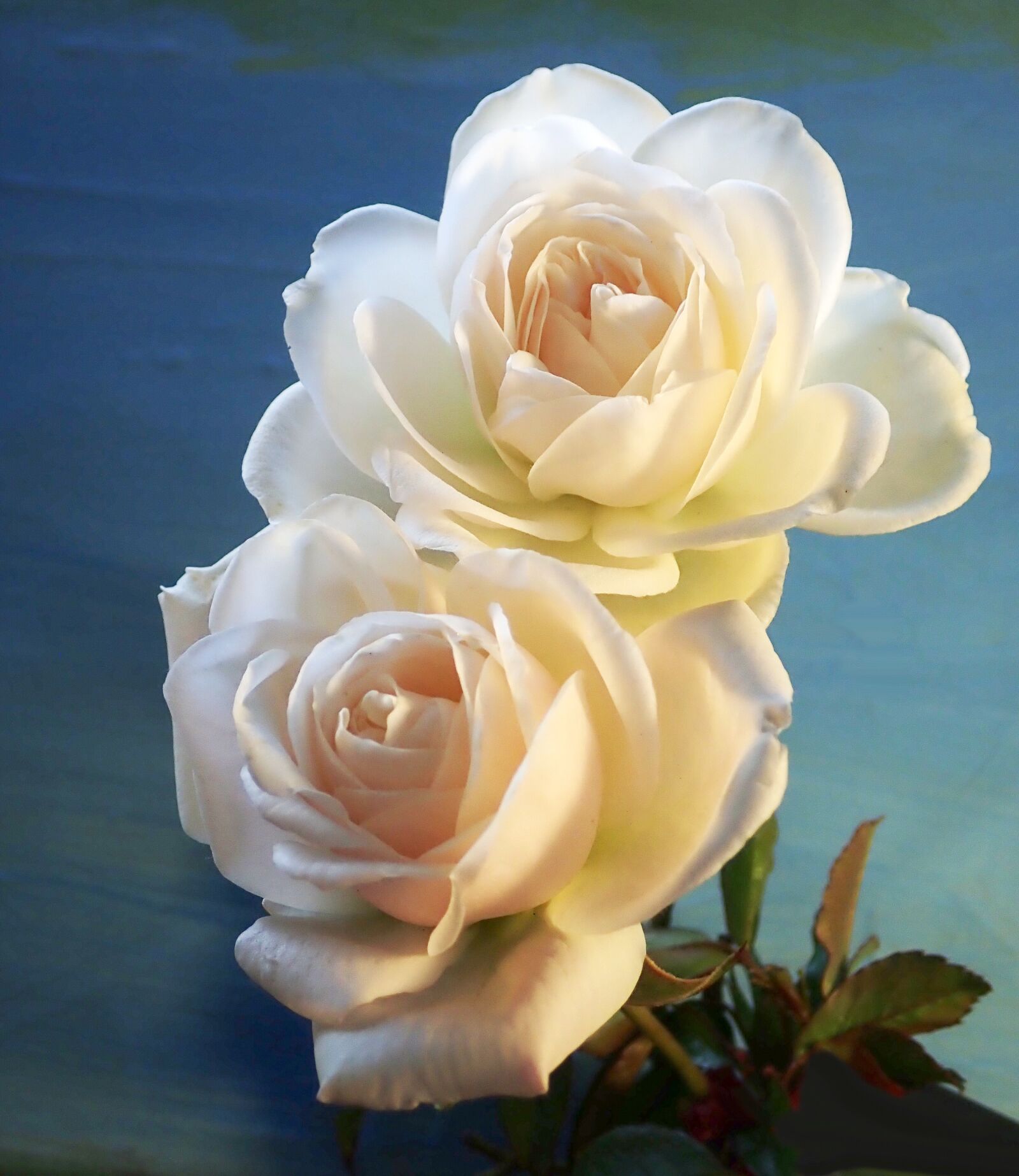 Olympus TG-5 sample photo. Flowers, roses, white photography