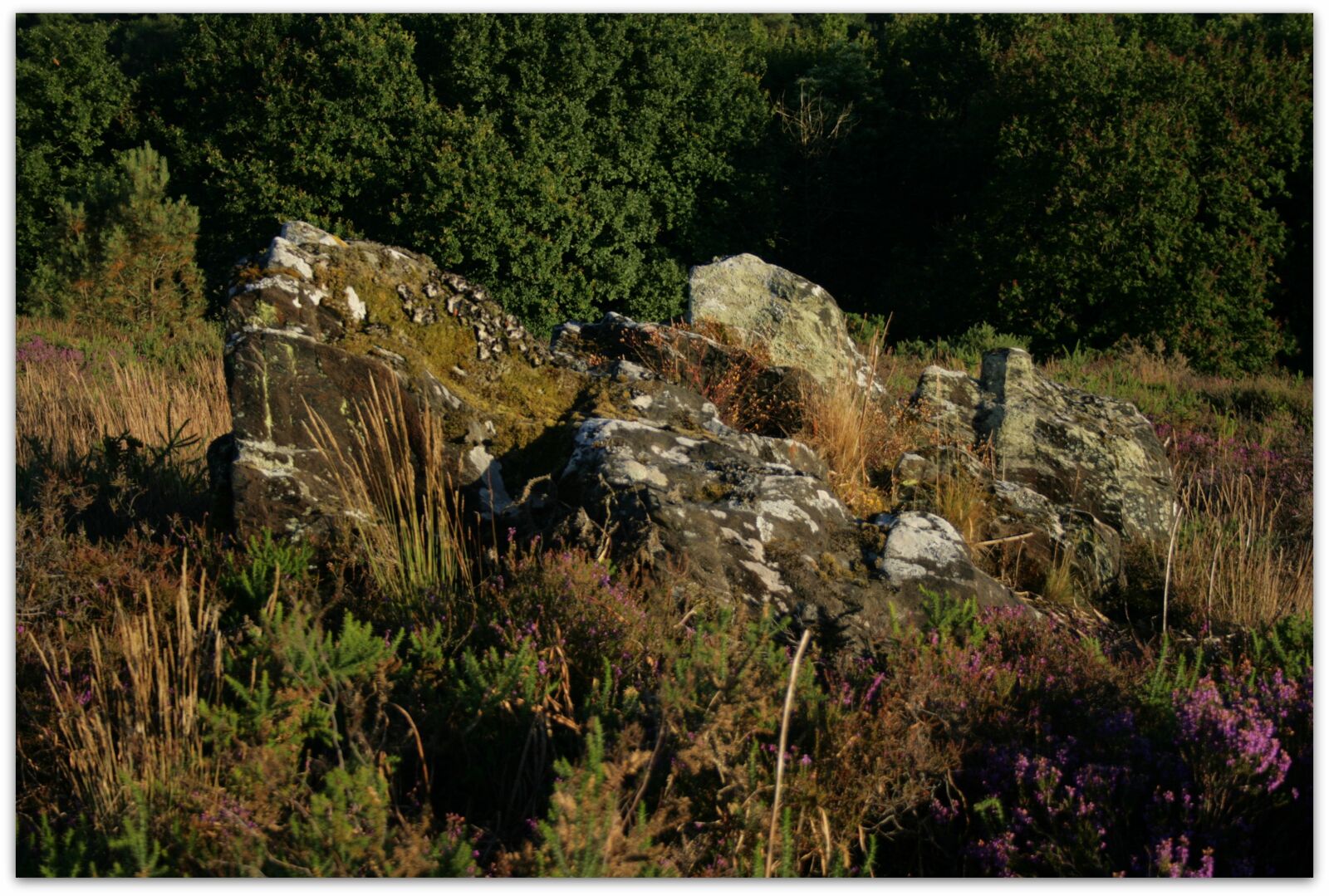 Canon EOS 400D (EOS Digital Rebel XTi / EOS Kiss Digital X) sample photo. Rock, bretagne, forest photography