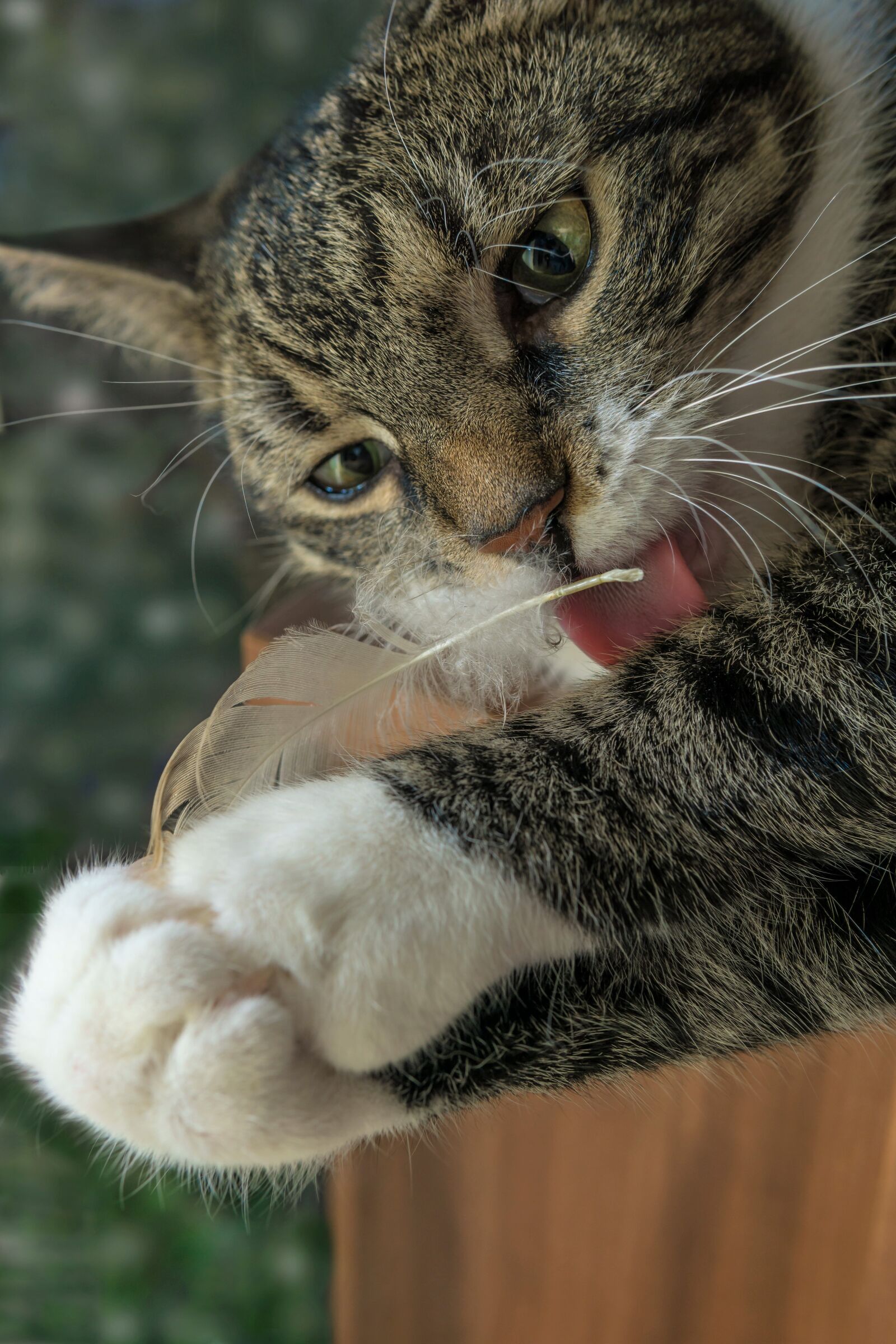 Sony a6000 + 30mm F1.4 DC DN | Contemporary 016 sample photo. Licking cat, cat, lick photography