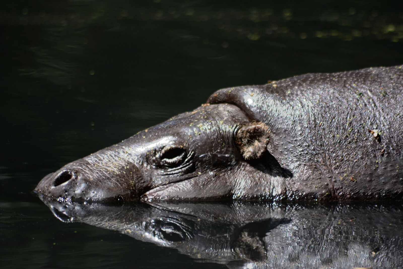Nikon D7100 sample photo. Hippo, pygmy hippo, sleeps photography