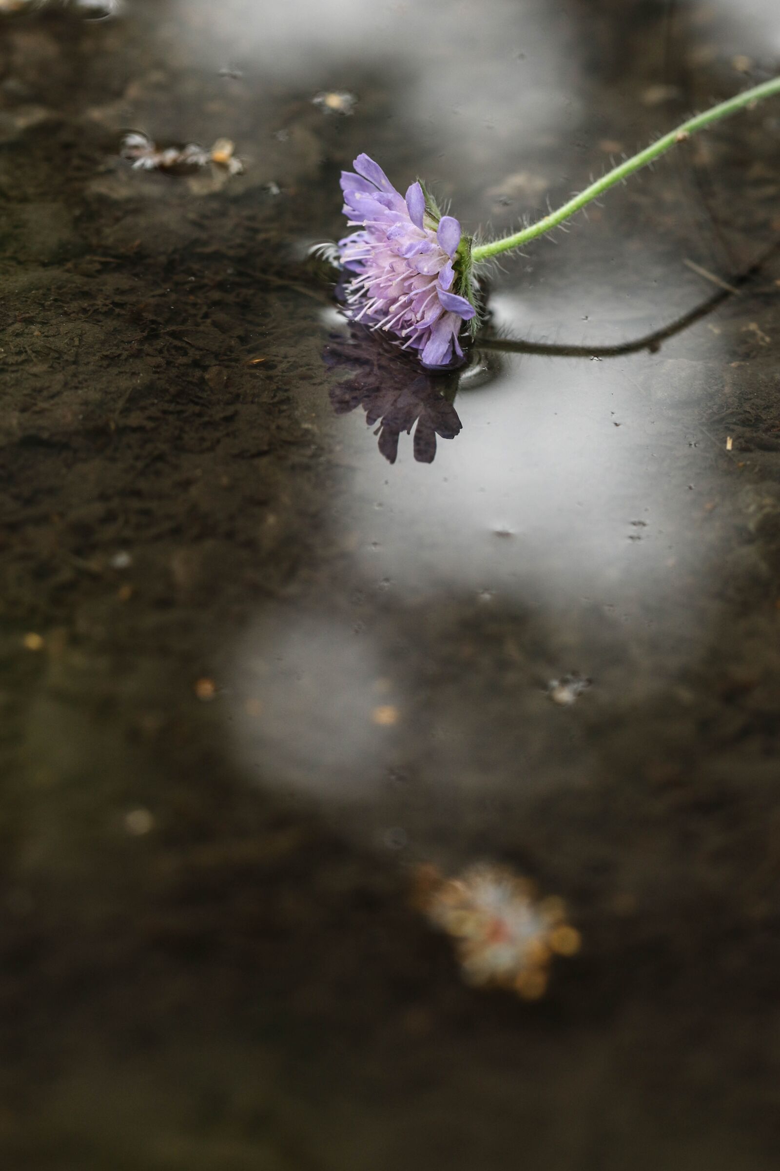 Canon EOS 7D Mark II sample photo. Flower, wild flower, single photography
