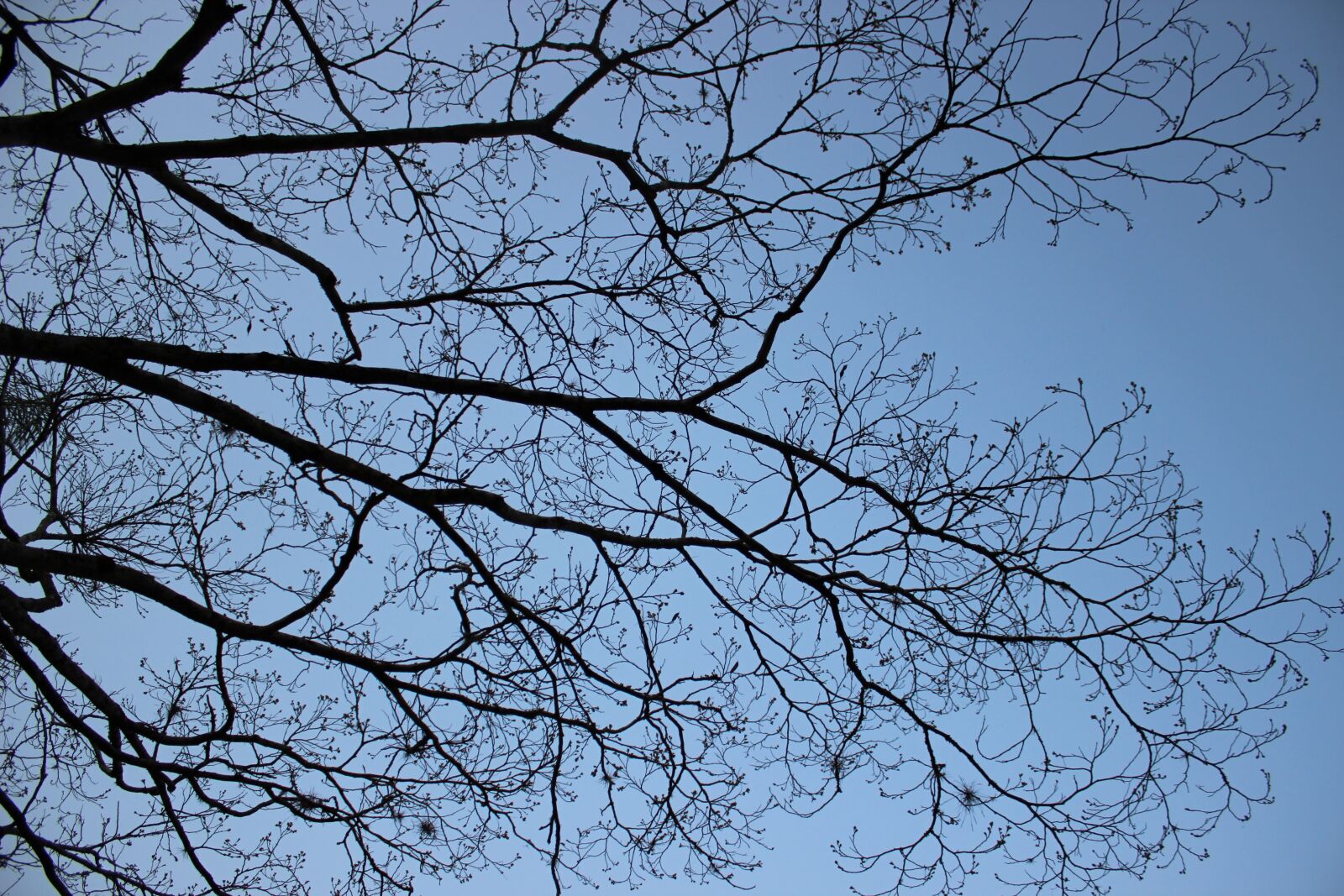 Canon EOS 600D (Rebel EOS T3i / EOS Kiss X5) sample photo. Tree, twigs, old tree photography