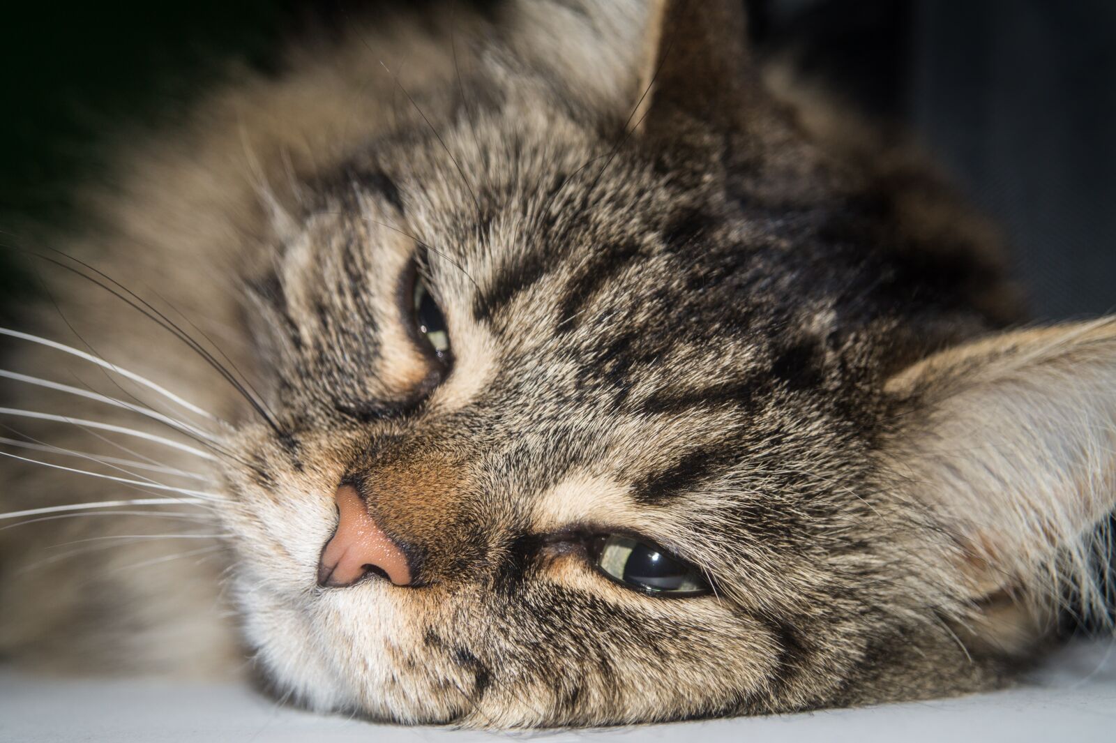 Sony DT 18-55mm F3.5-5.6 SAM II sample photo. Cat, norwegian forest cat photography