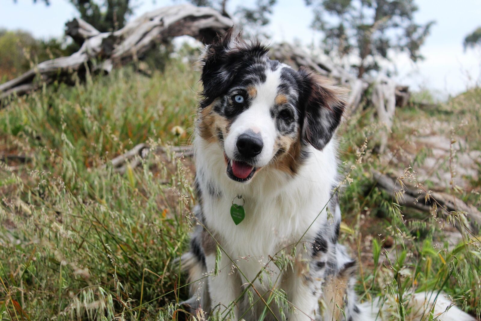 Canon EOS 1200D (EOS Rebel T5 / EOS Kiss X70 / EOS Hi) sample photo. Dog, headtilt, nature photography