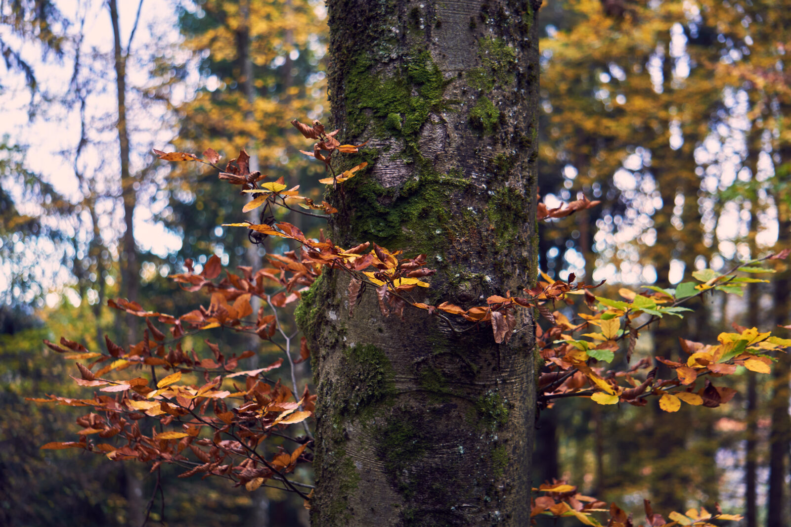 Sony E 55-210mm F4.5-6.3 OSS sample photo. Autumn, colourful, leaves, moss photography