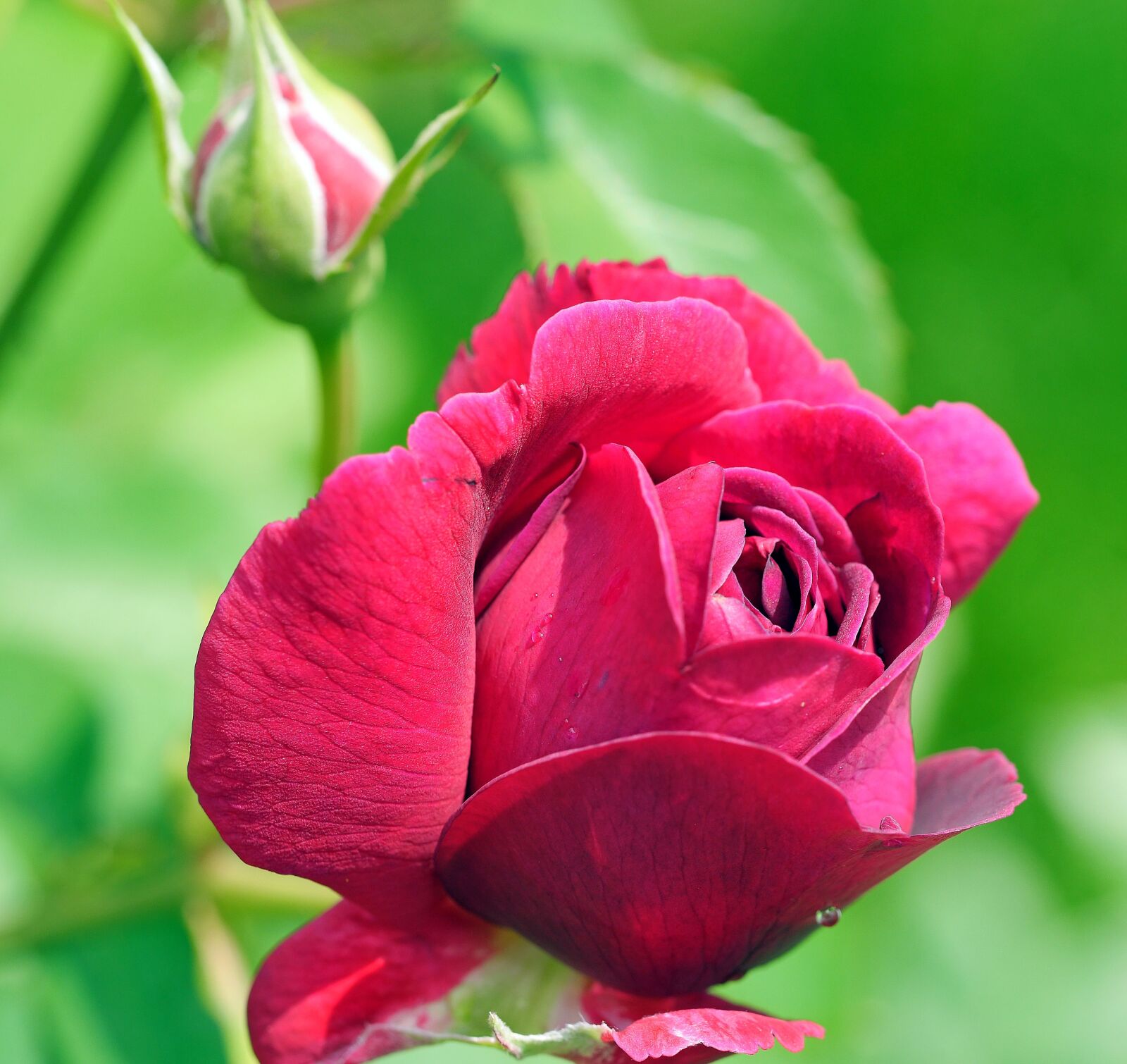 Panasonic Lumix DMC-GH3 sample photo. Floribunda, blossom, bloom photography