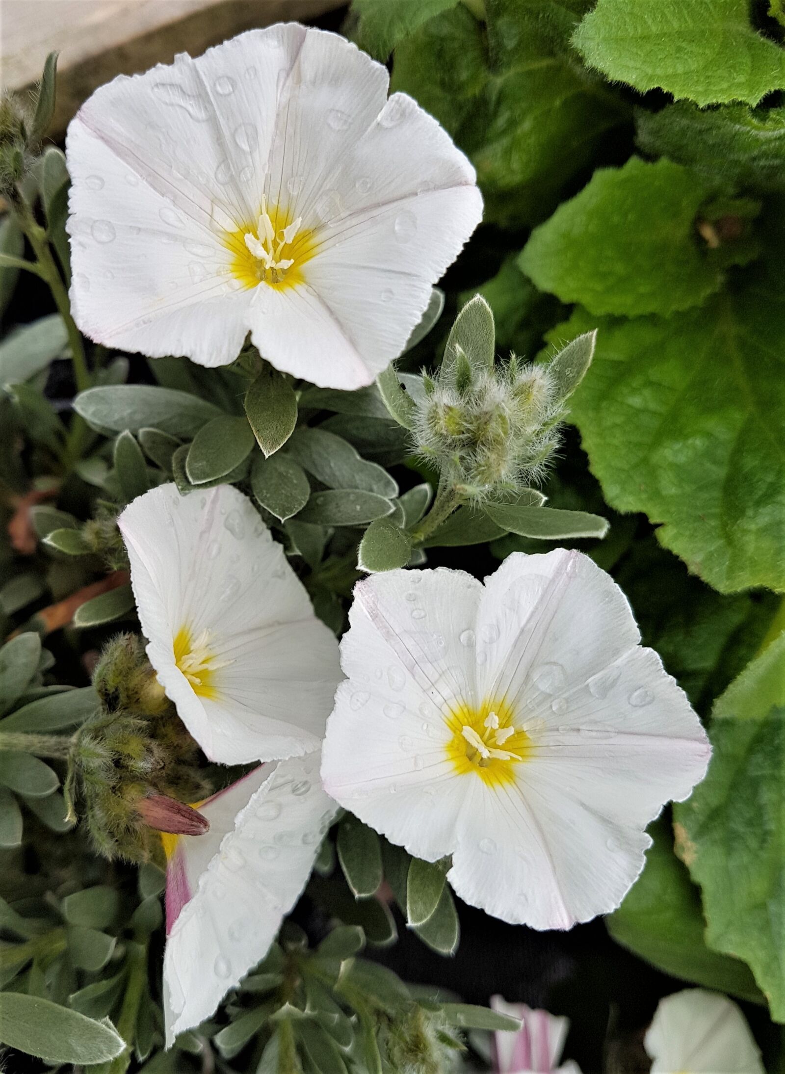 Samsung Galaxy S7 Edge sample photo. Flower, flora, nature photography