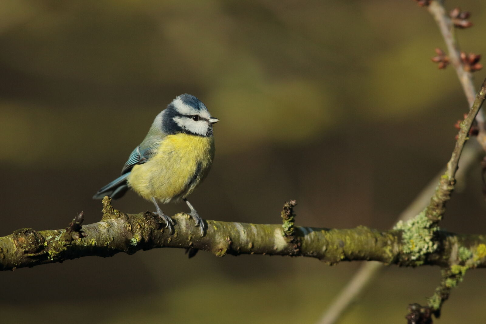 Canon EOS 5DS sample photo. Blue tit photography