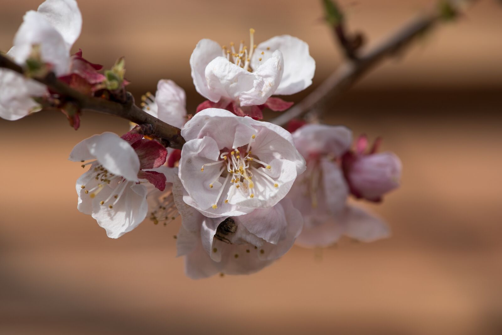 Nikon D750 sample photo. Flowers, white, bloom photography