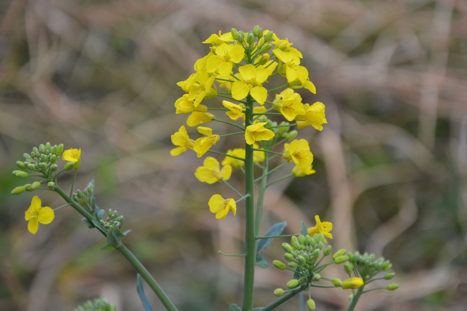 Nikon D5200 sample photo. Flower, flower of rapeseed photography