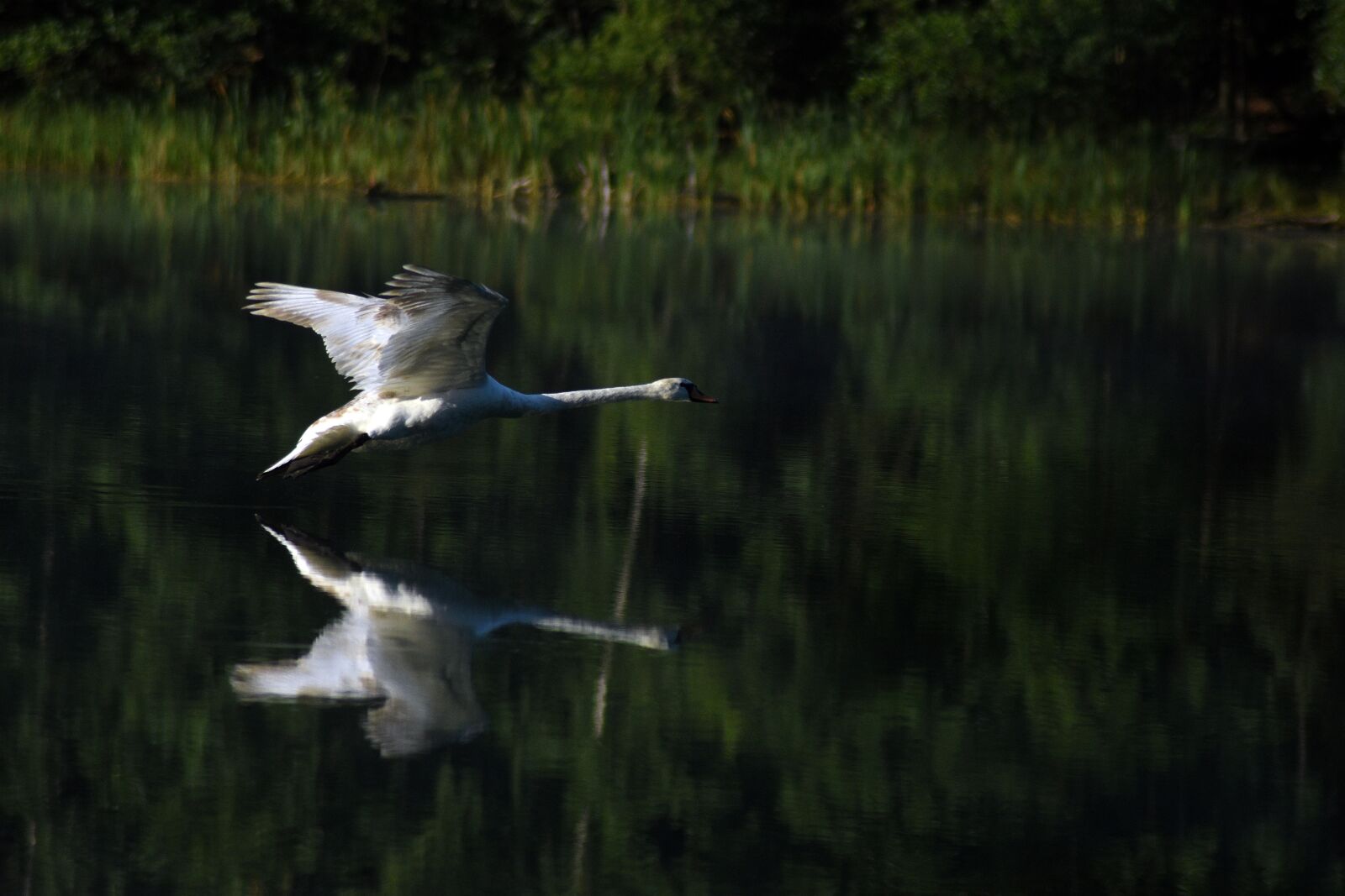 Nikon D3400 sample photo. Swan, nature, water photography