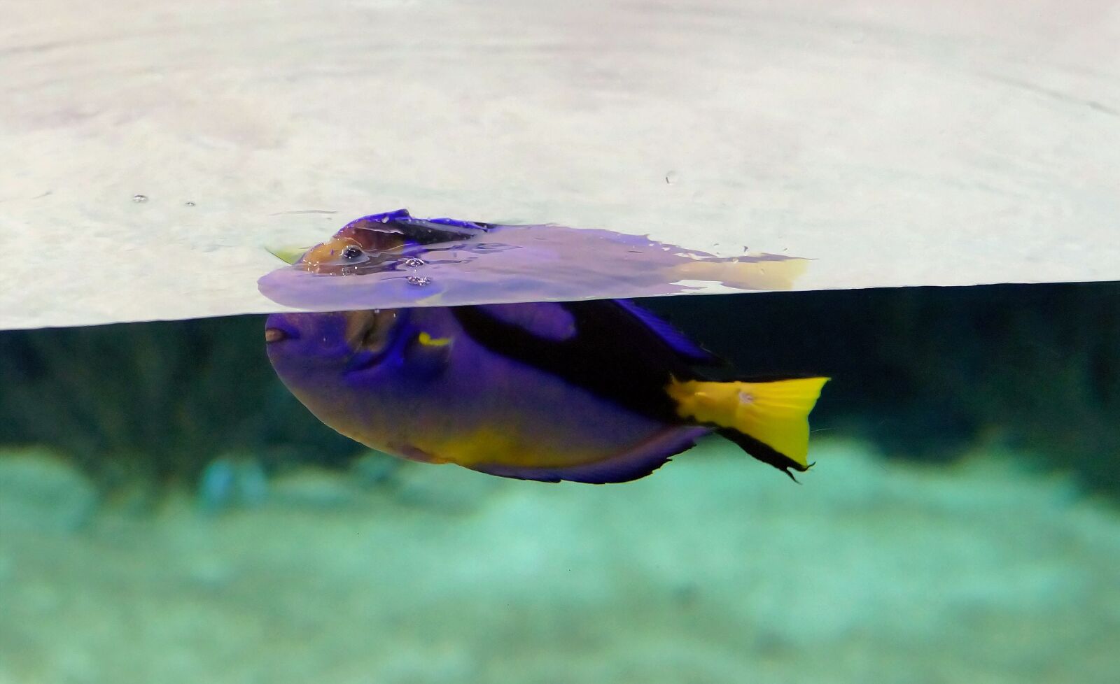 Sony a99 II sample photo. Aquarium, fish, underwater world photography