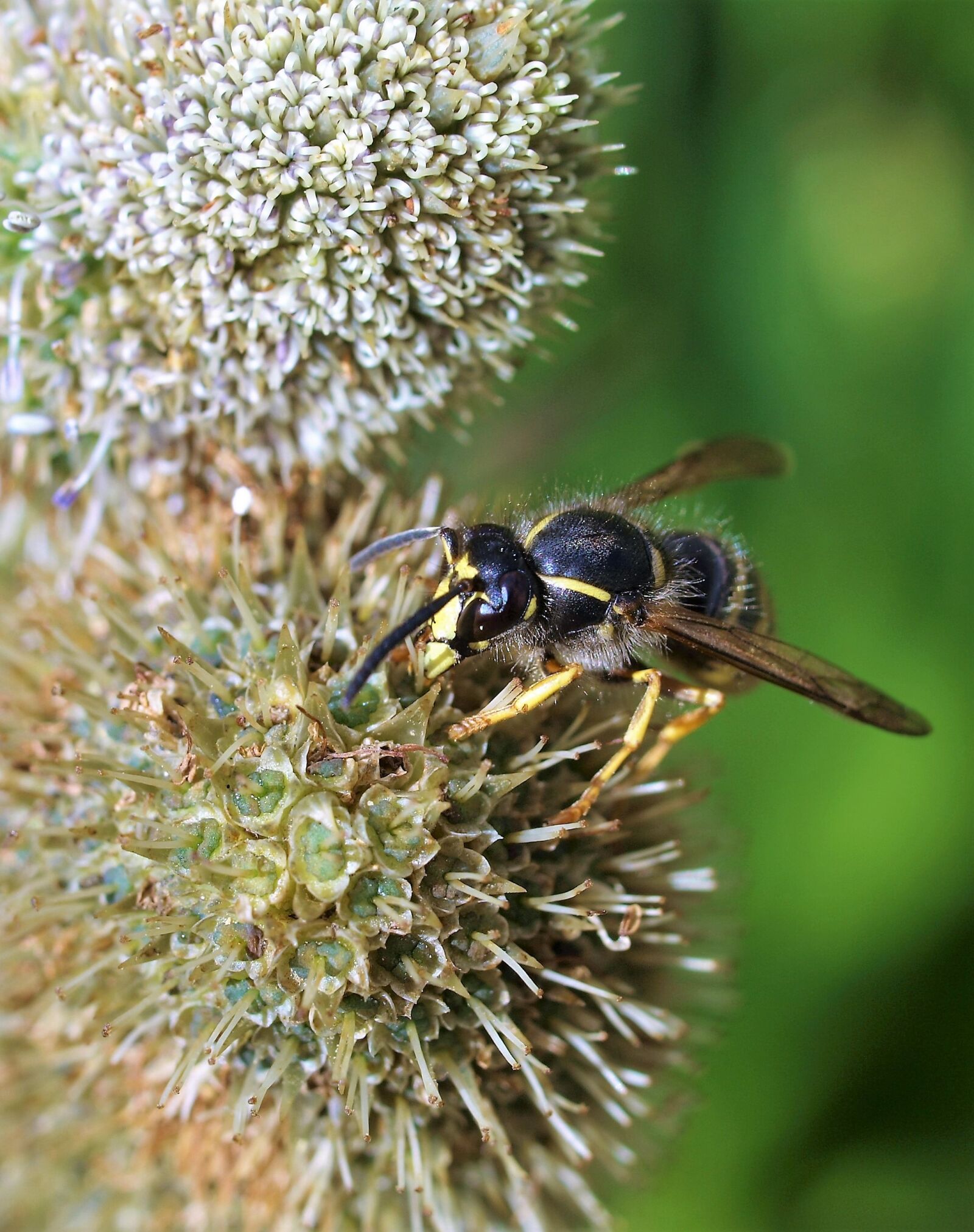 Olympus E-520 (EVOLT E-520) sample photo. Flower, bee, insect photography