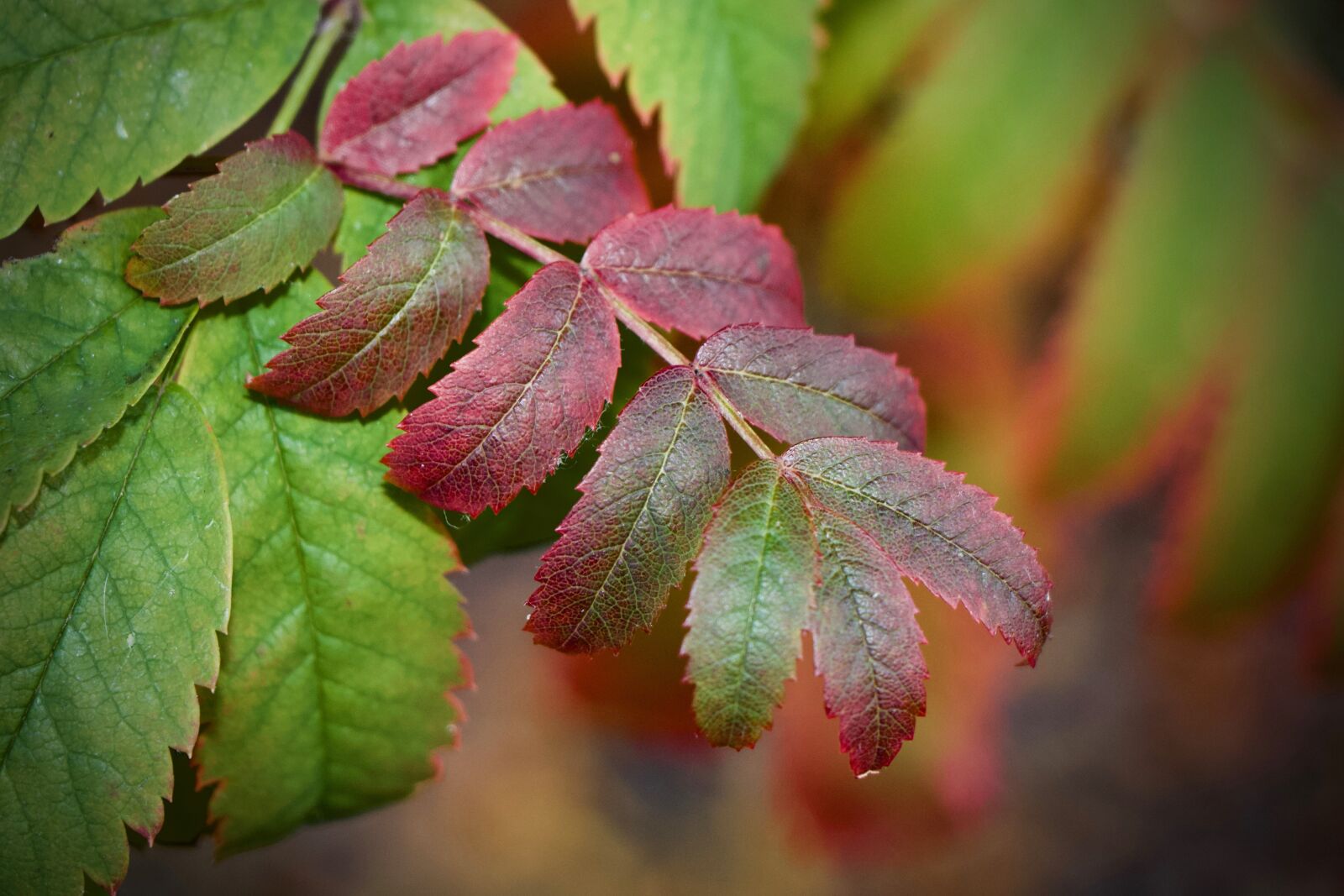 Canon EOS 700D (EOS Rebel T5i / EOS Kiss X7i) + Canon EF-S 18-135mm F3.5-5.6 IS STM sample photo. Leaf, purple, red photography