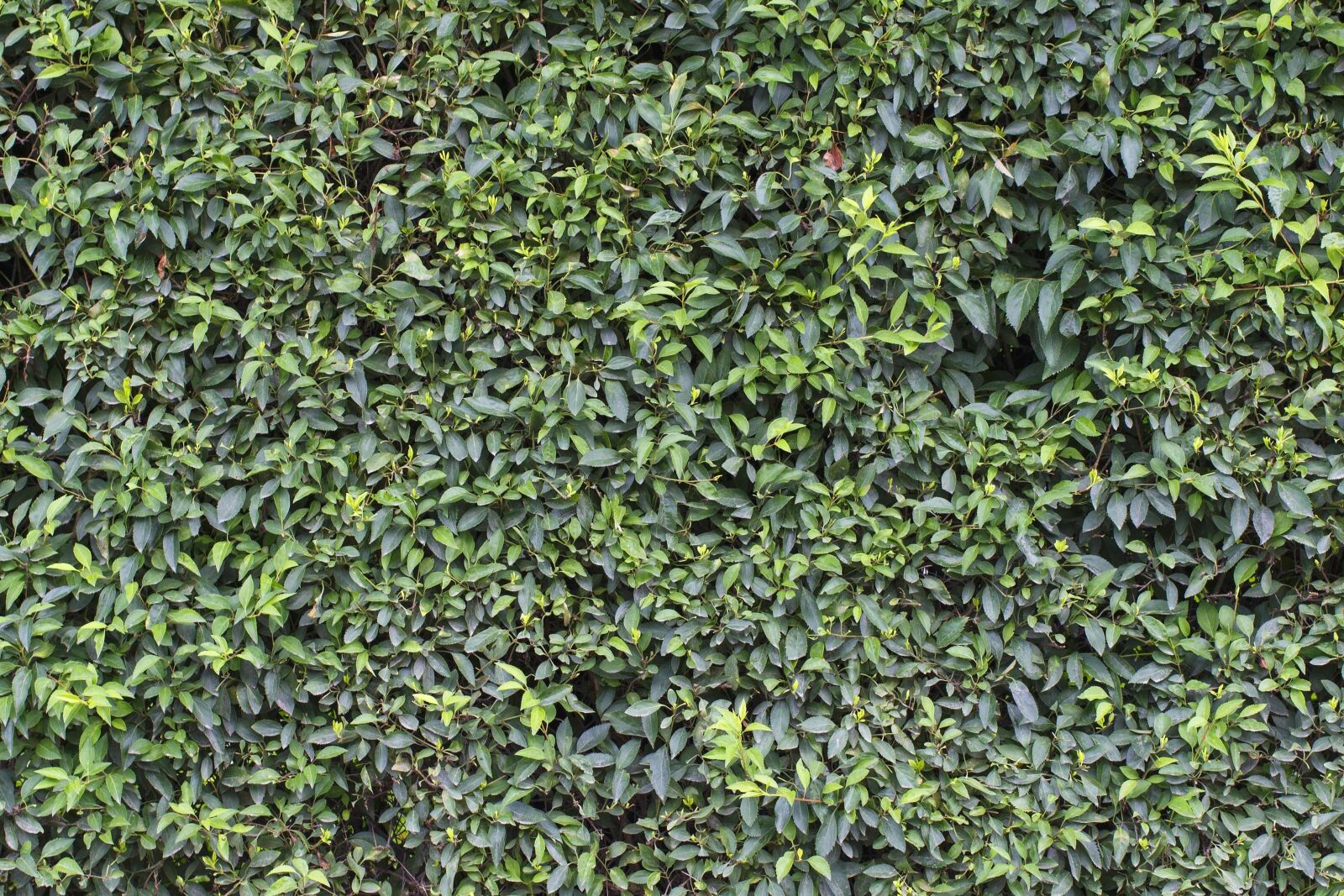 Canon EOS 100D (EOS Rebel SL1 / EOS Kiss X7) sample photo. Plant, leaf, flora, fence photography