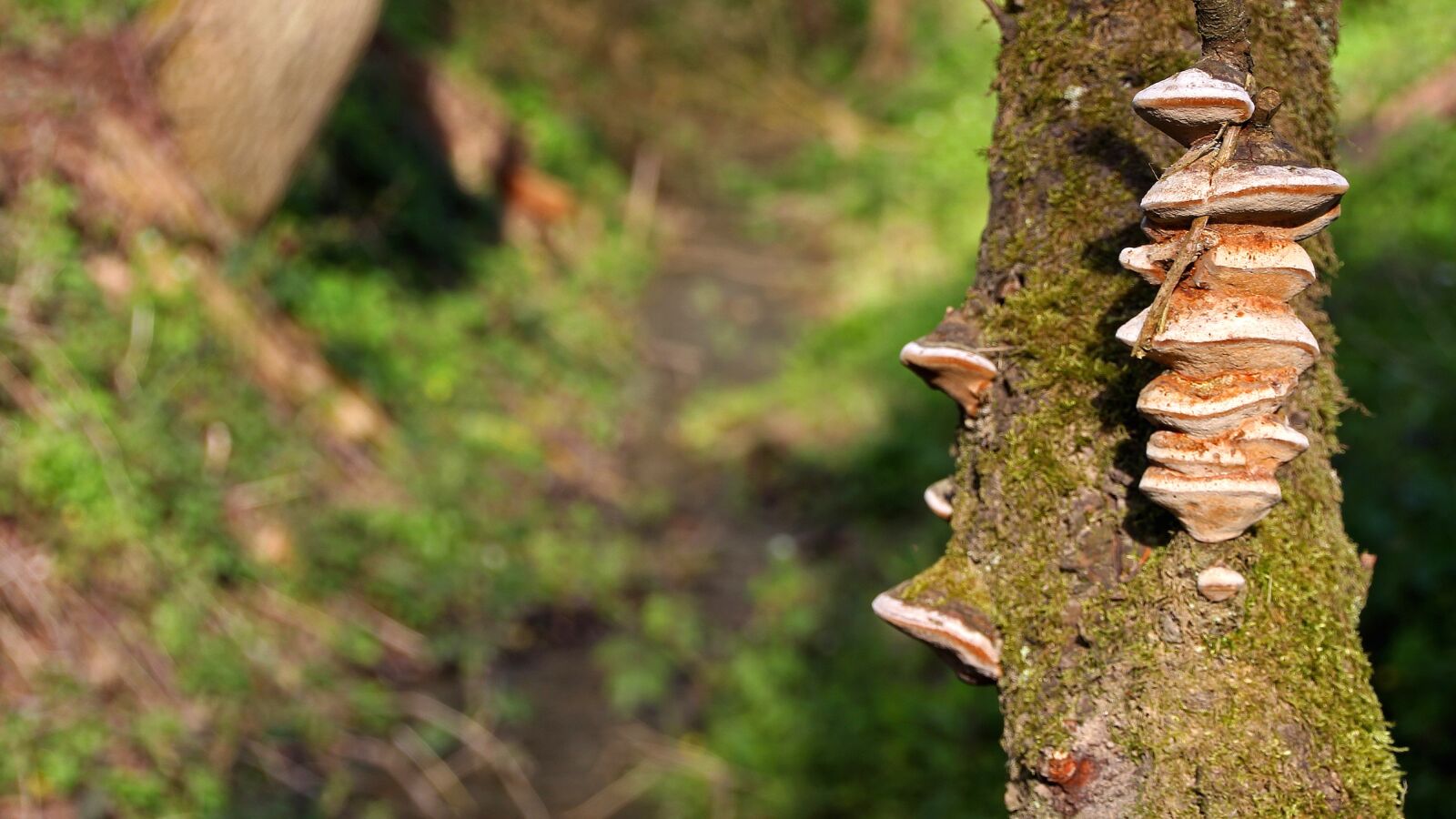 Canon EOS 600D (Rebel EOS T3i / EOS Kiss X5) sample photo. Nature, wood, tree photography