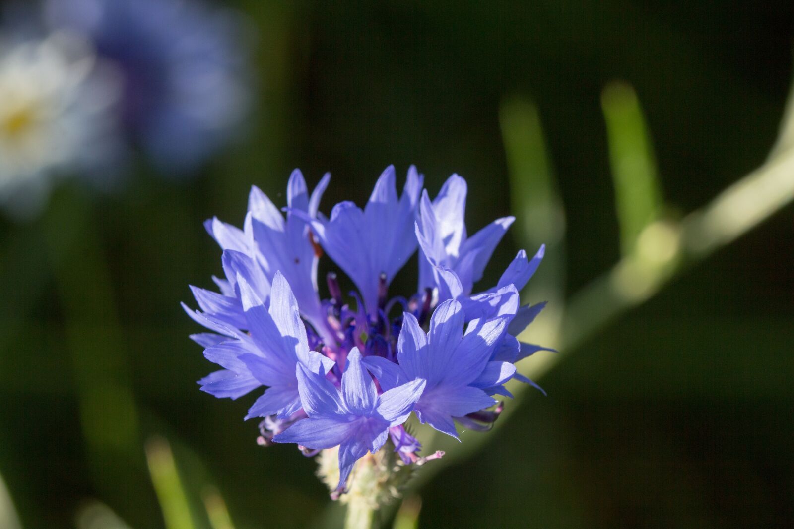 Canon EOS 60D sample photo. Cornflower, blossom, bloom photography