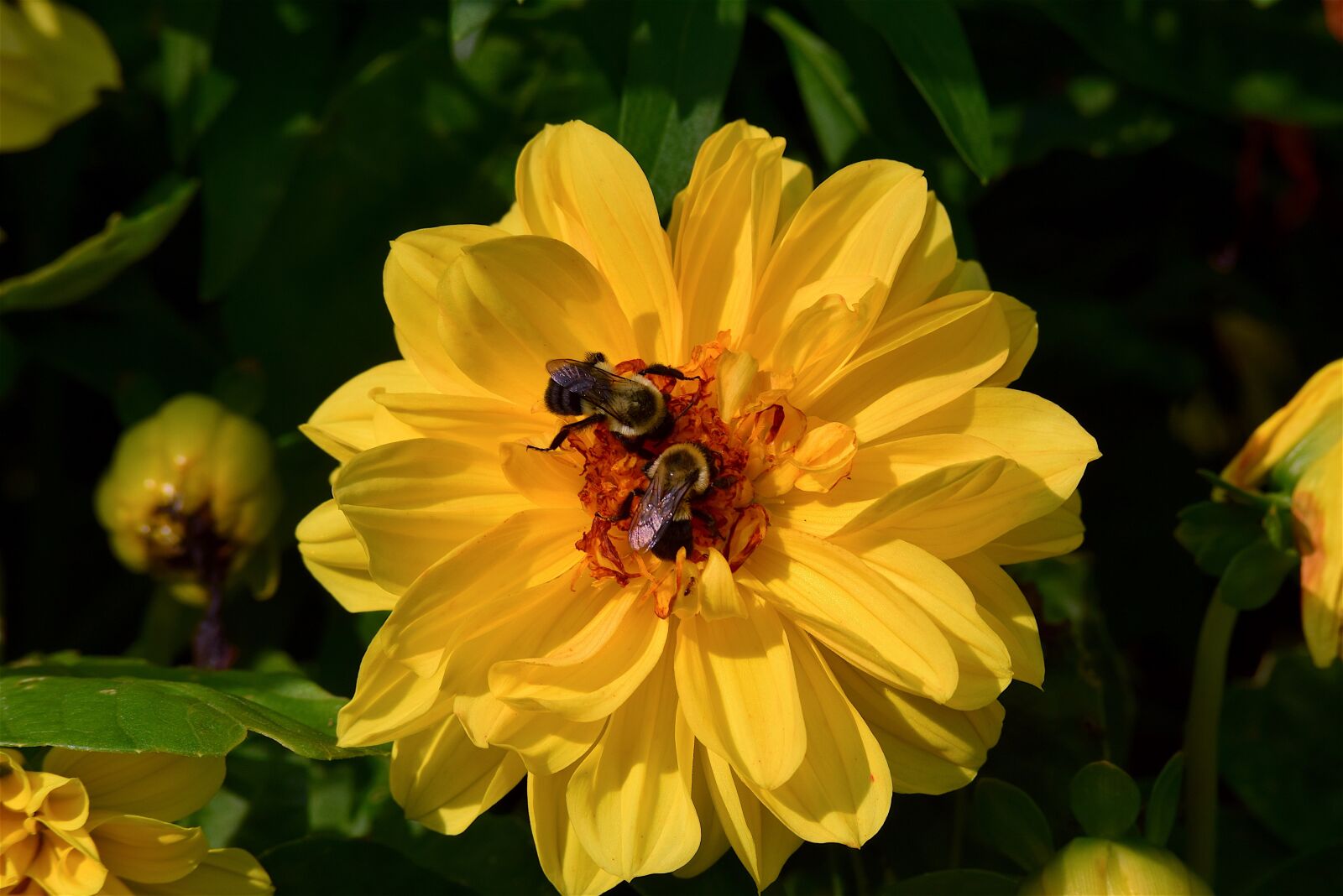 Nikon D3300 sample photo. Flower, yellow, bright photography