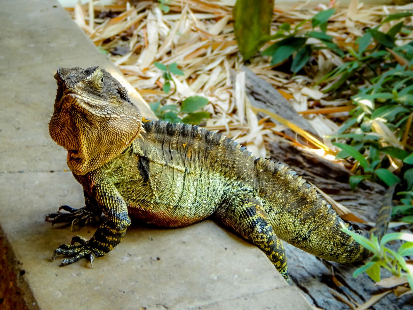 Nikon Coolpix L820 sample photo. Lizard, water dragon, australia photography