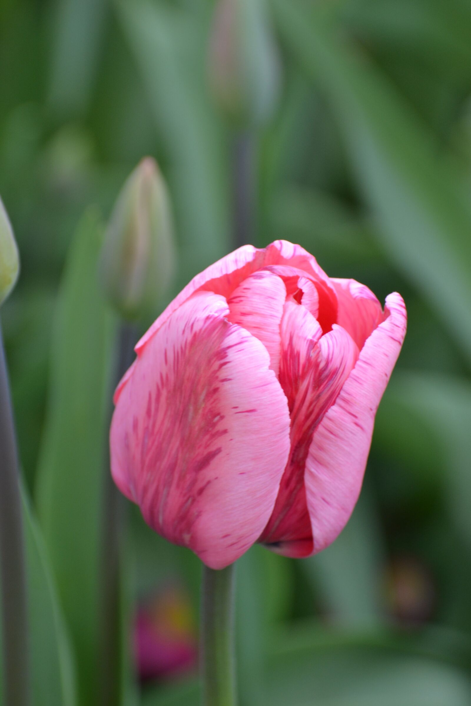Nikon D3100 sample photo. Tulip, close up, macro photography