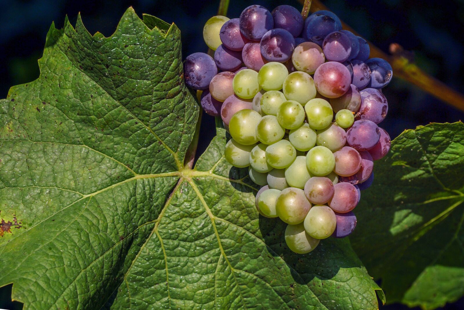 Sony ILCA-77M2 + Sony DT 18-135mm F3.5-5.6 SAM sample photo. Grapes, winegrowing, vine photography