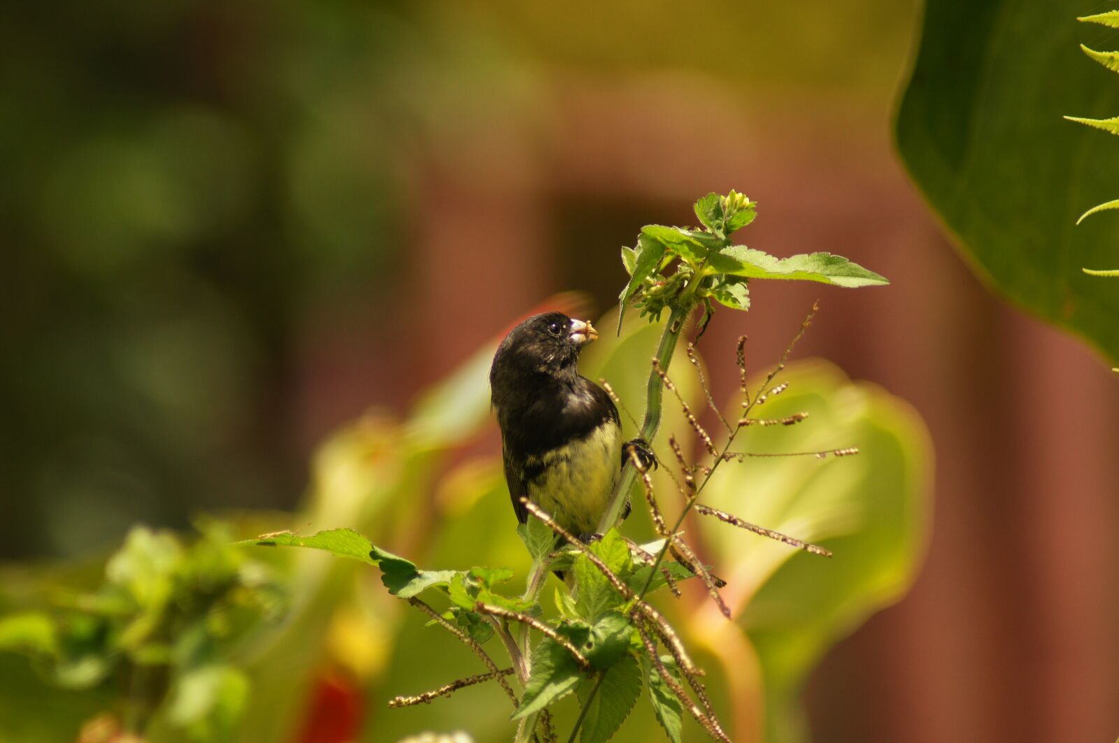 Sony SLT-A55 (SLT-A55V) sample photo. Finlandia, nature, colombia photography
