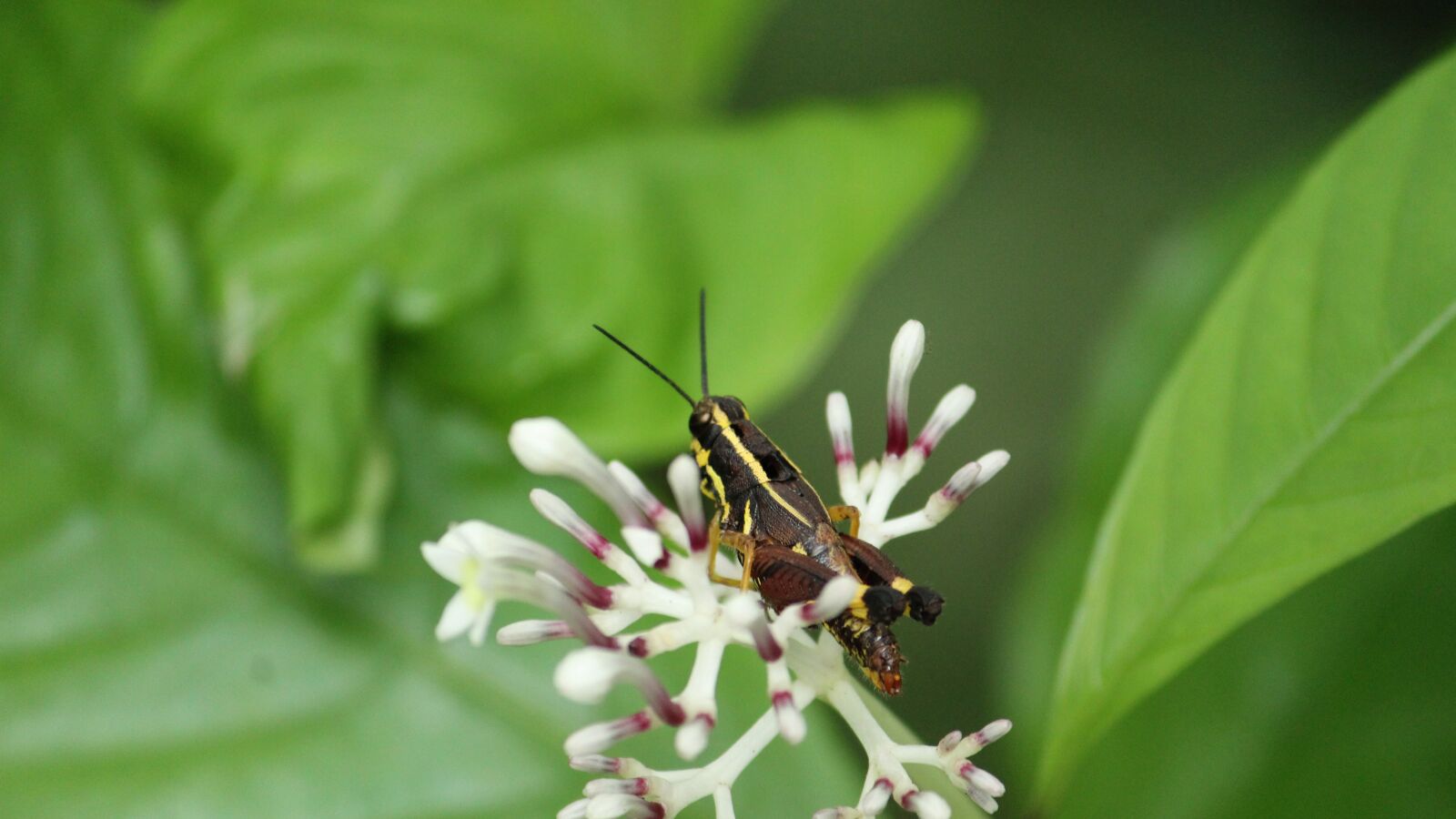 Canon EOS 1300D (EOS Rebel T6 / EOS Kiss X80) sample photo. Locust, yellow, black photography