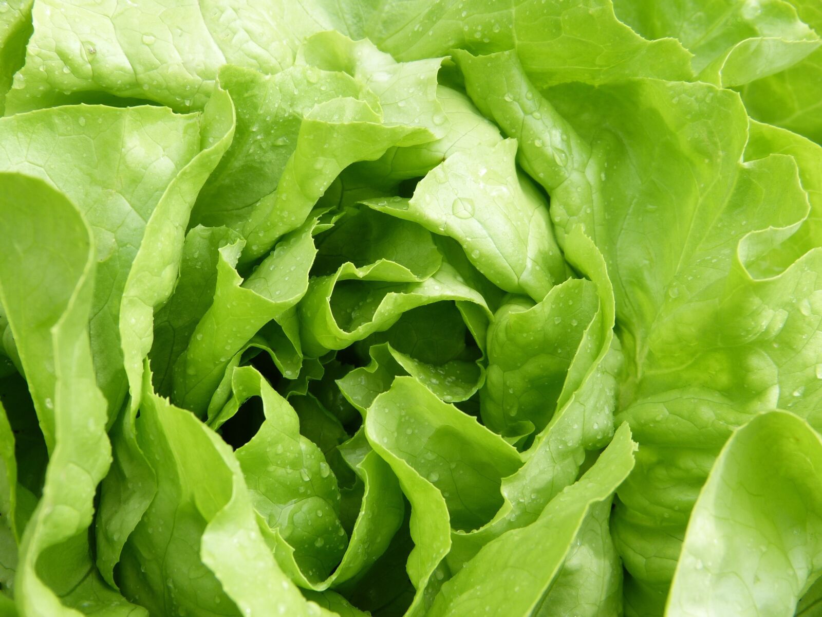 Panasonic Lumix DMC-FZ150 sample photo. Salad, lettuce, green photography
