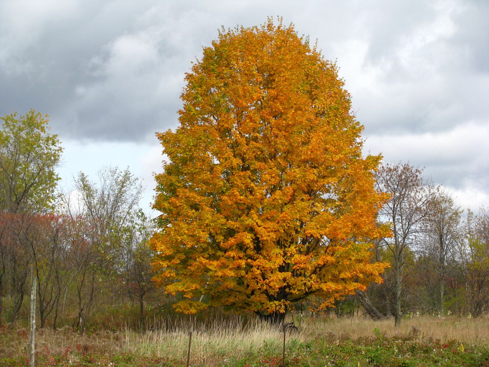 Canon POWERSHOT SX100 IS sample photo. Autumn, yellow, tree photography