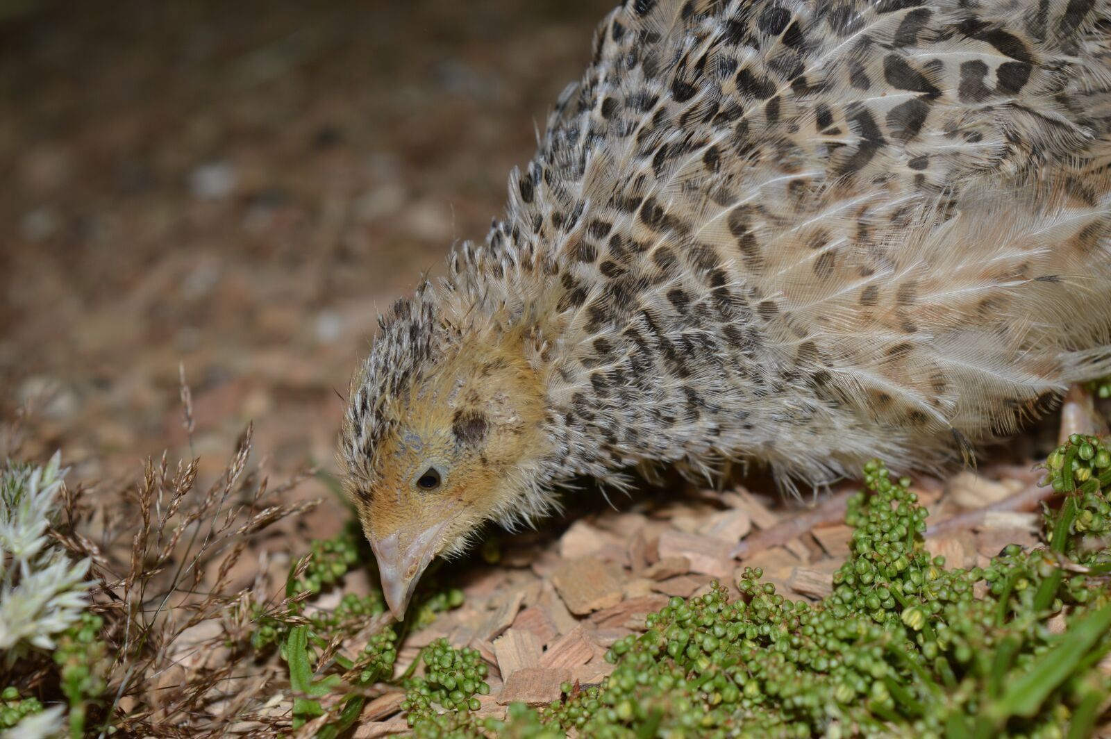 Nikon D3200 sample photo. Quail, king quail, food photography