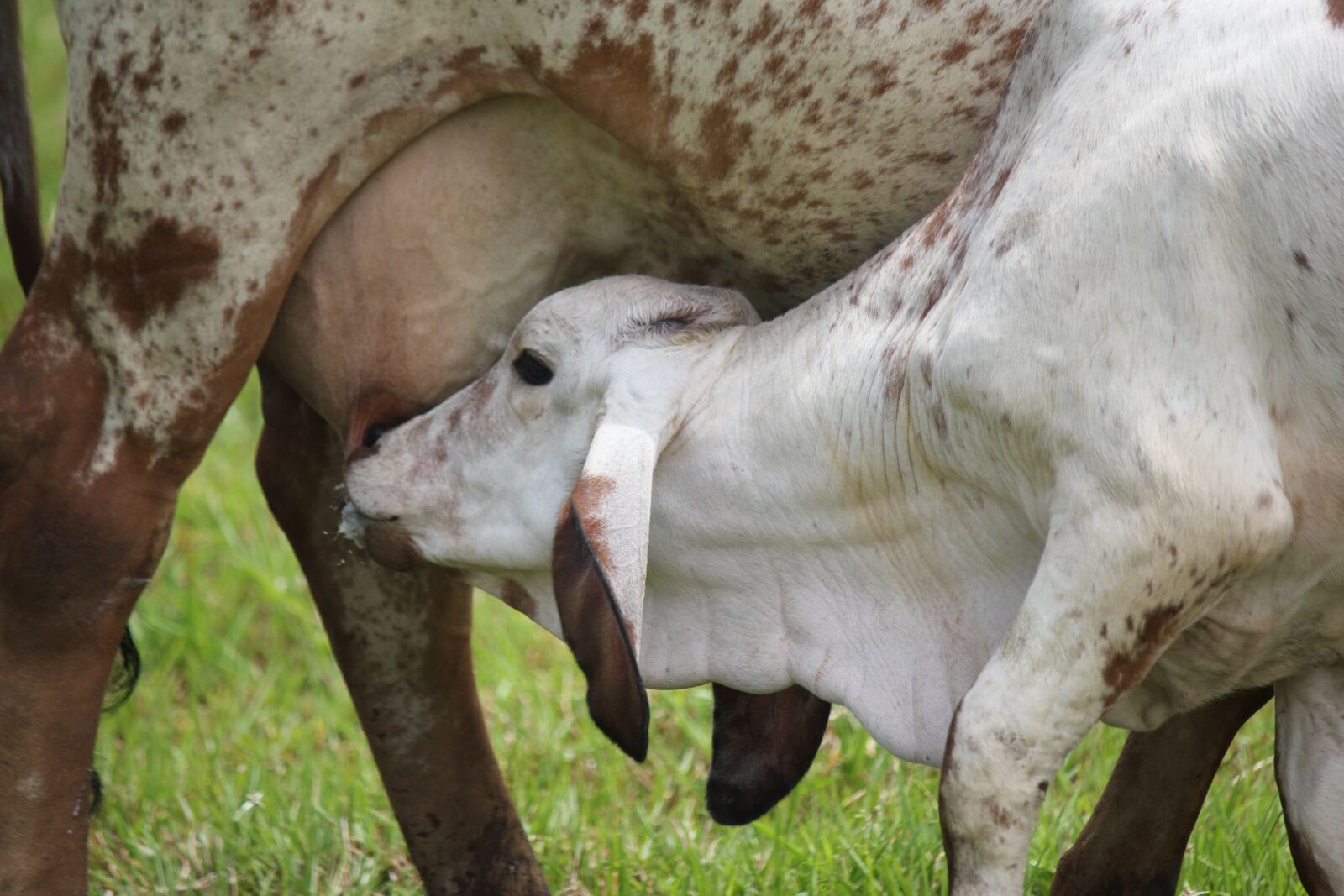 Canon EOS 550D (EOS Rebel T2i / EOS Kiss X4) sample photo. Calf, milk, udder photography