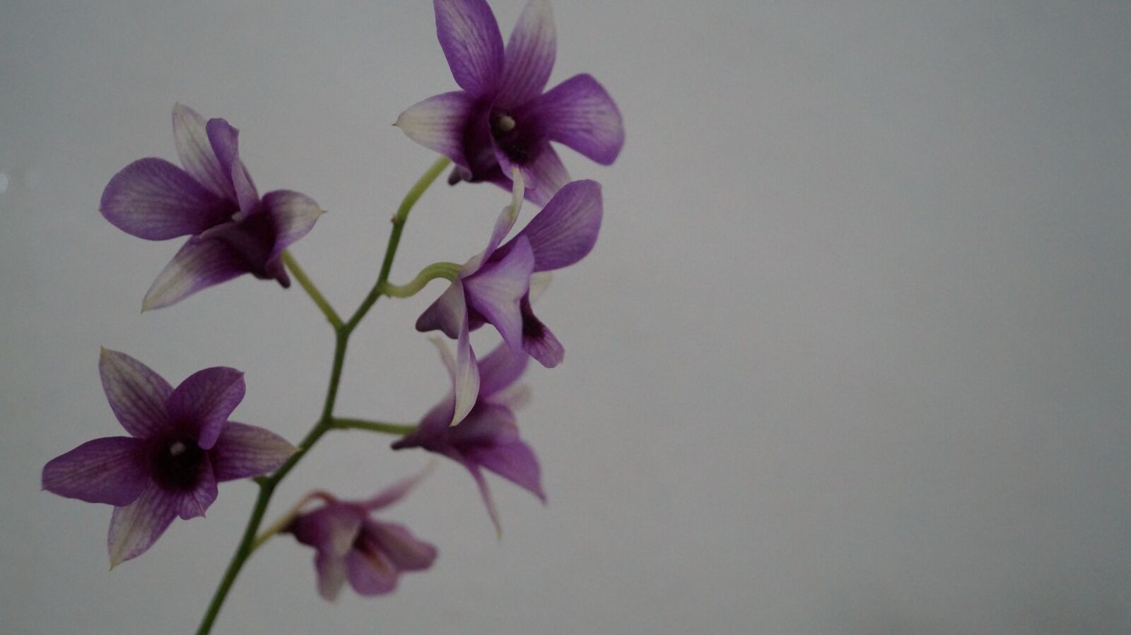 Sony SLT-A58 sample photo. Flor, orquidea, natural photography