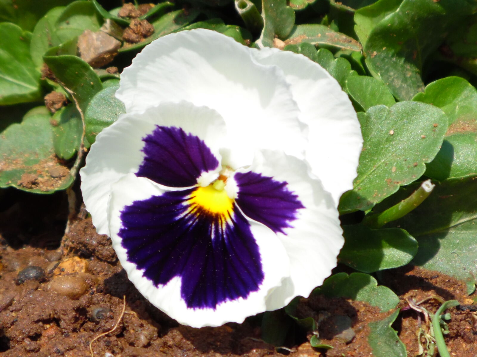 Samsung WB1100F/WB1101F/WB1102F sample photo