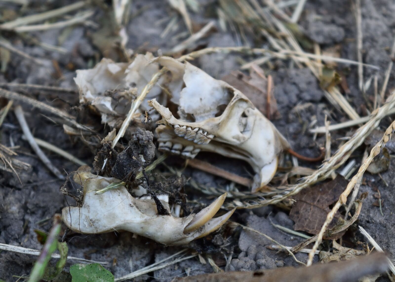Nikon D3300 sample photo. Rat, skull photography