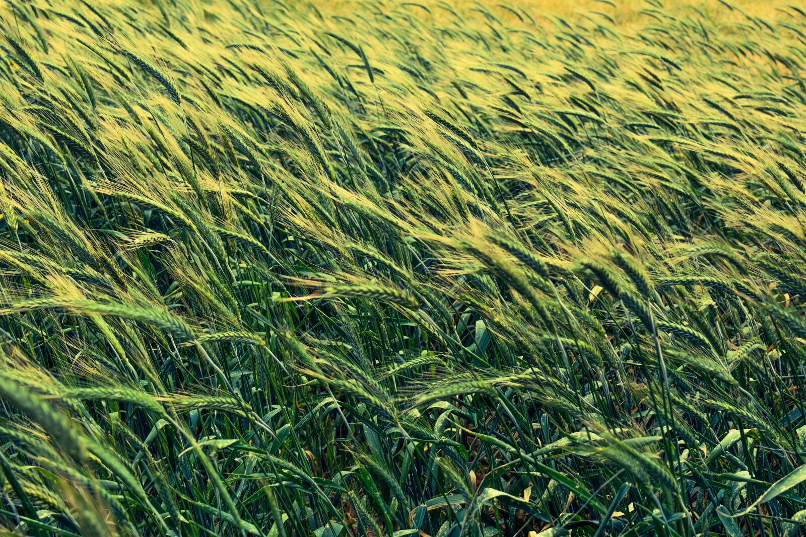 Nikon D3300 sample photo. Barley, cereals, wind photography