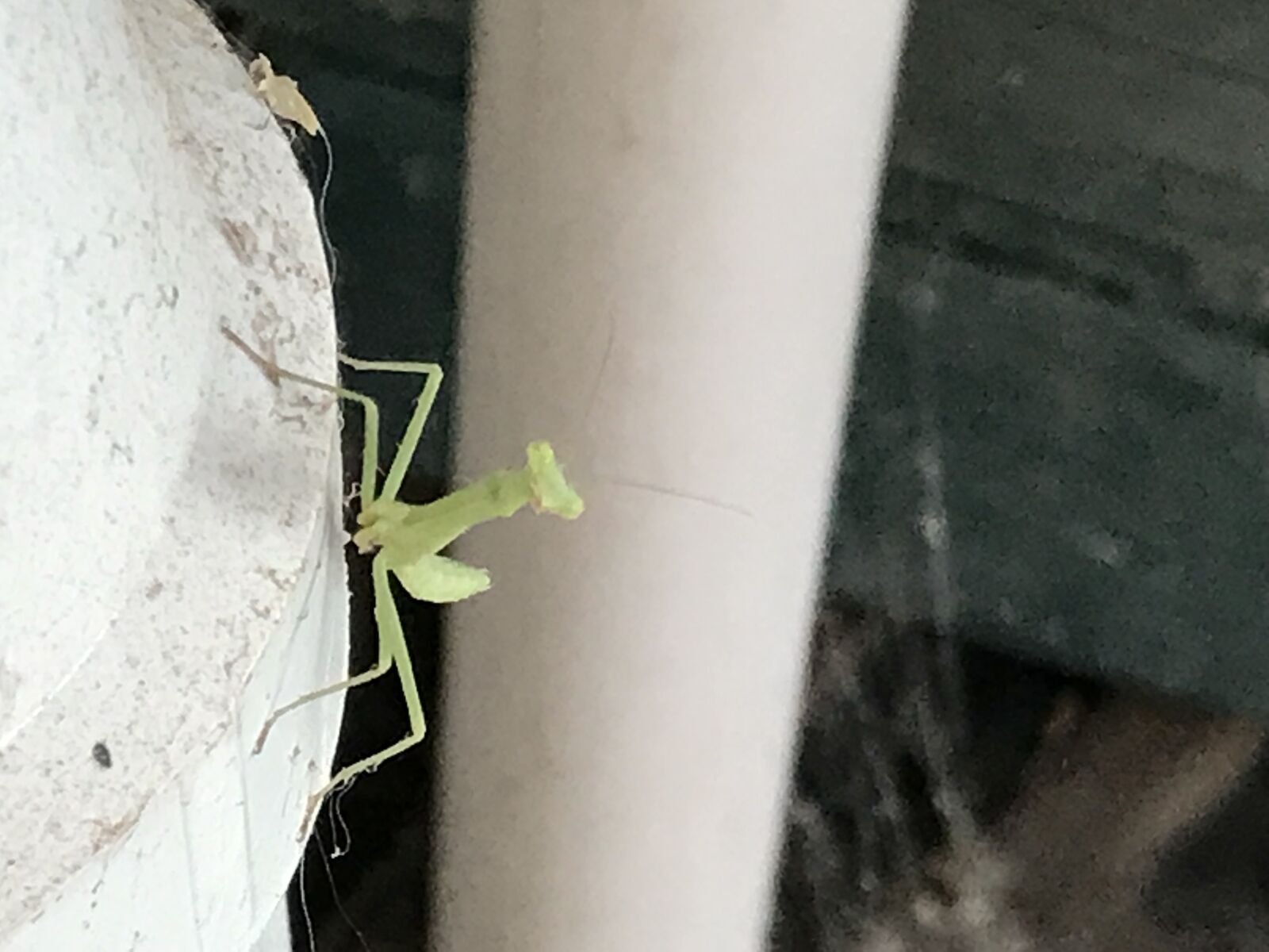 iPhone 7 back camera 3.99mm f/1.8 sample photo. Praying, mantis photography