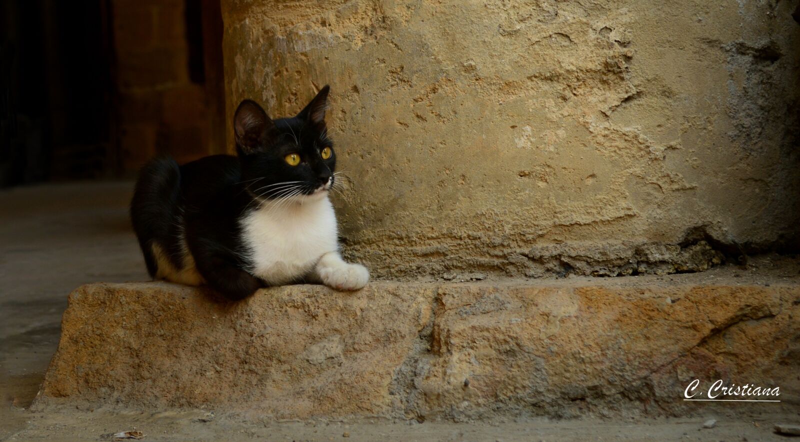 Nikon D3200 sample photo. Cats, cyprus, pets photography