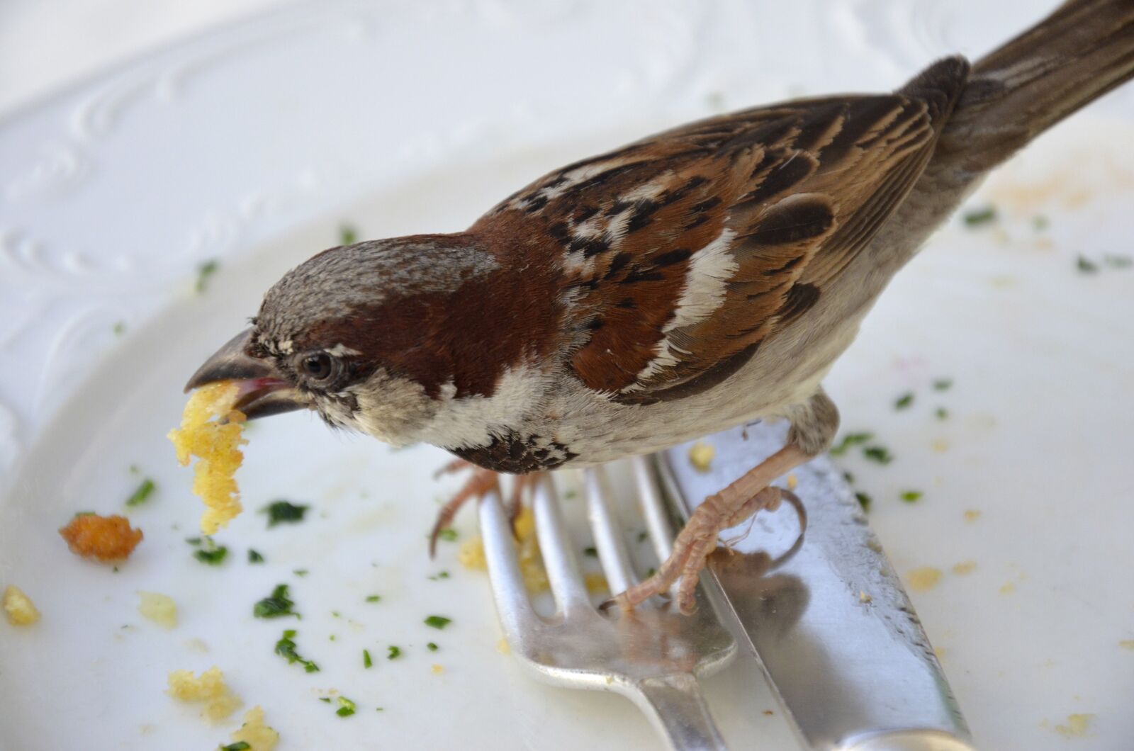 Nikon D5100 sample photo. Sparrow, fink, eat photography