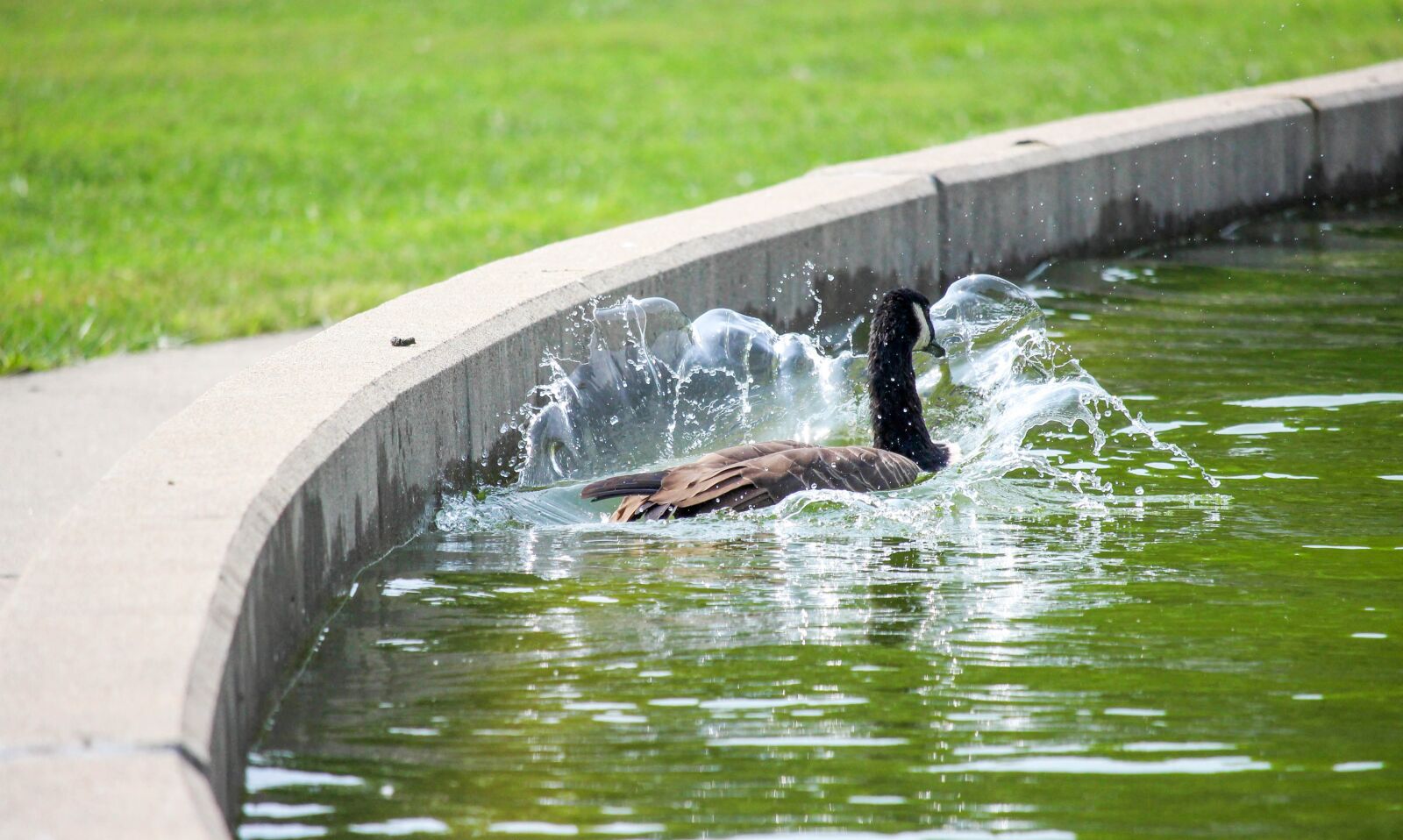 Canon EOS 700D (EOS Rebel T5i / EOS Kiss X7i) sample photo. Water, nature, wet photography