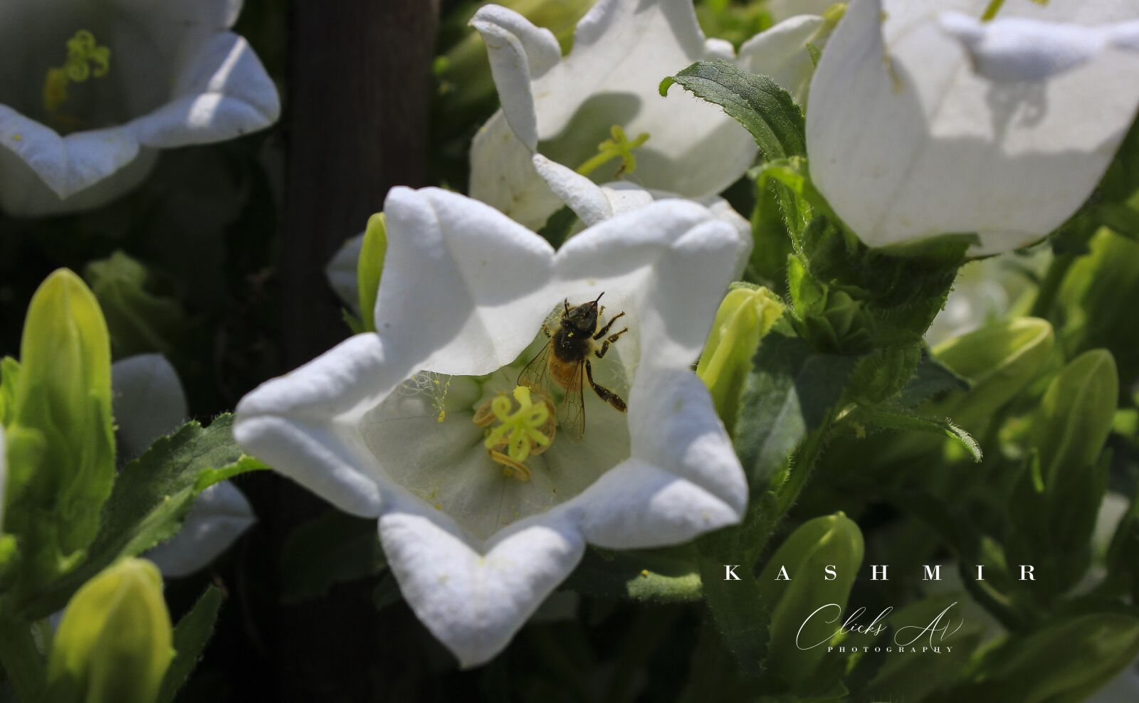 Canon EOS 600D (Rebel EOS T3i / EOS Kiss X5) sample photo. Glower, green, bee photography