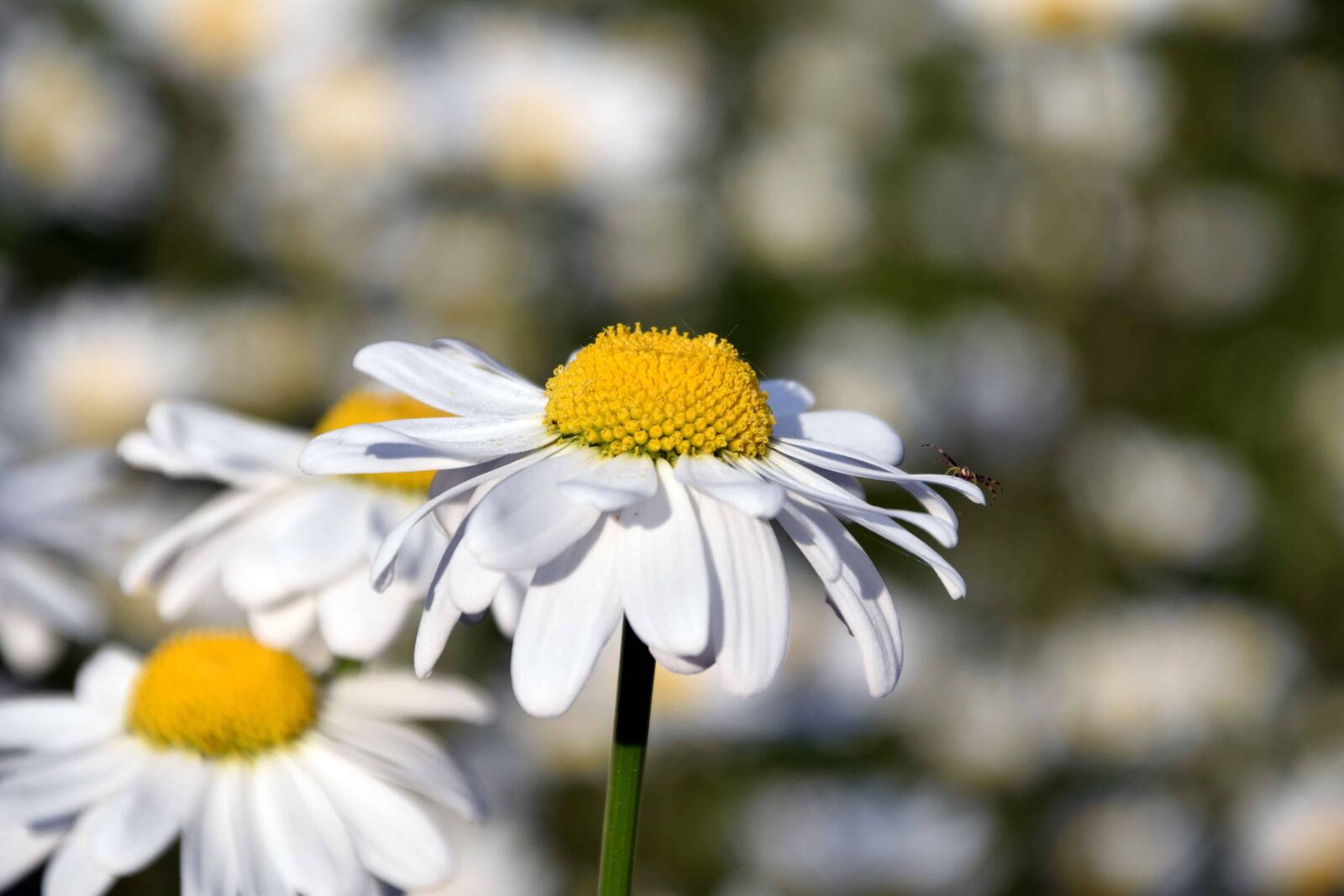 Nikon D3300 sample photo. Summer, nature, macro, wild photography